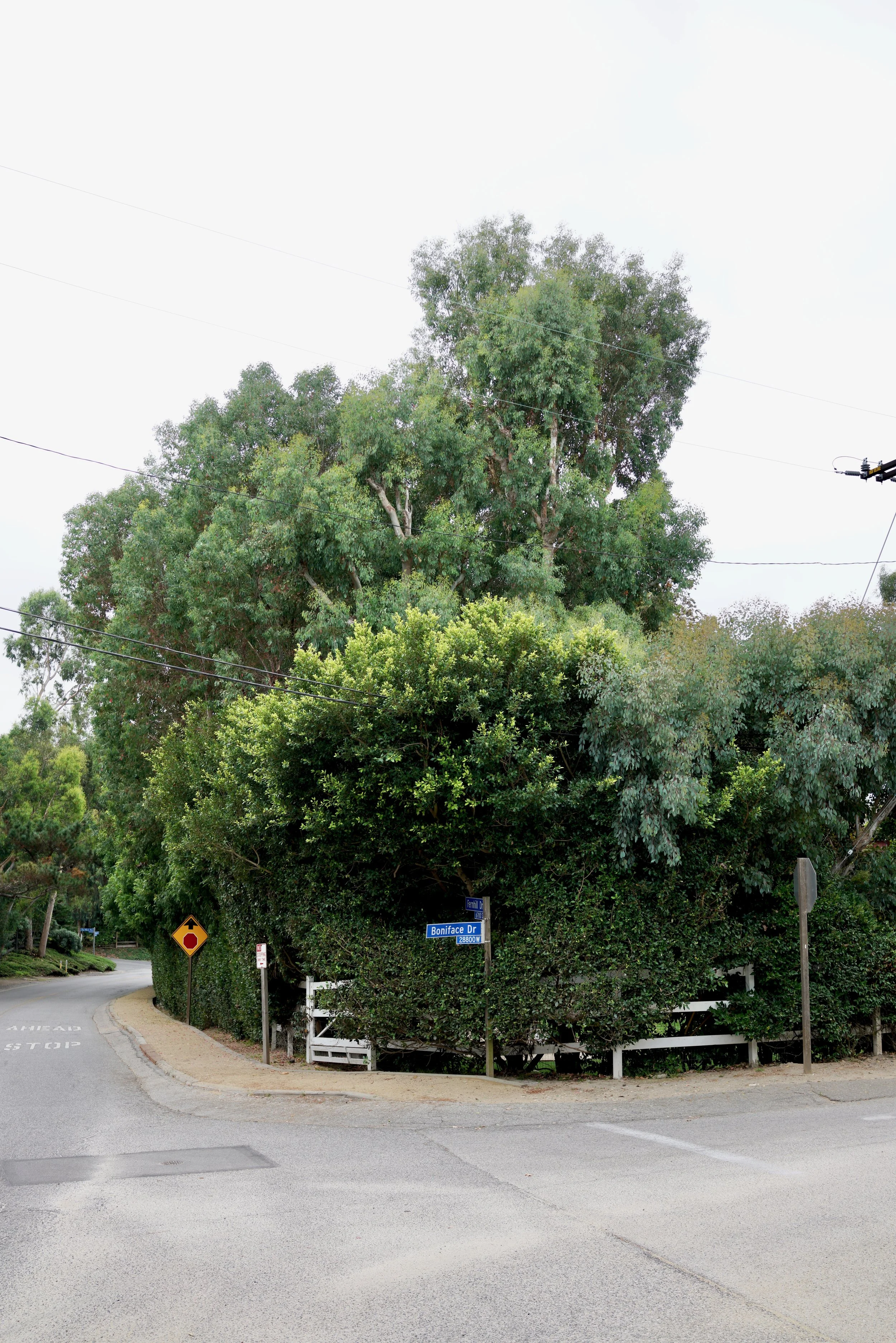  Clusters 2023:48 (2023) C-print on wood panel, 60”x40” 