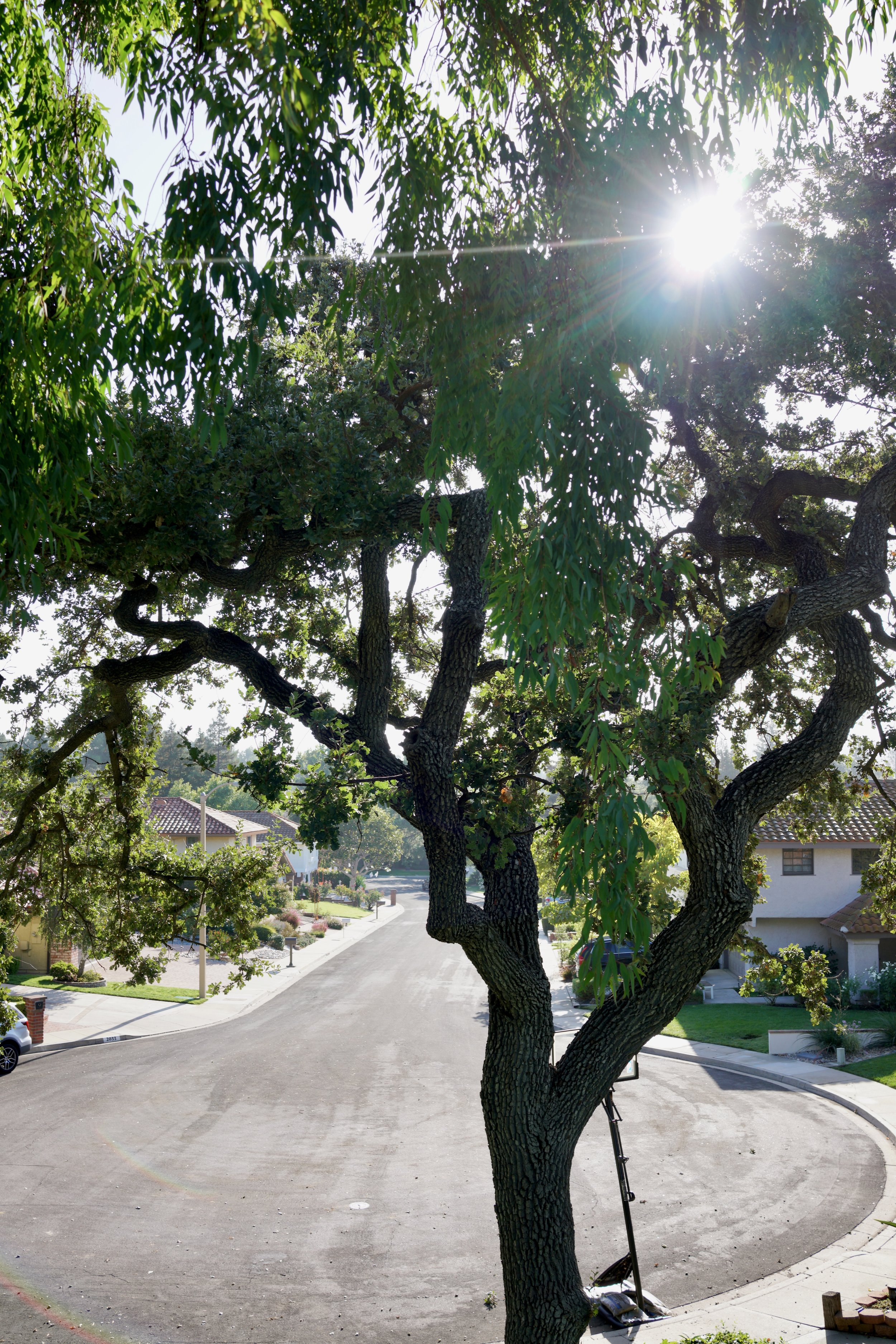  Clusters 2023:50 (2023) C-print on wood panel, 60”x40” 