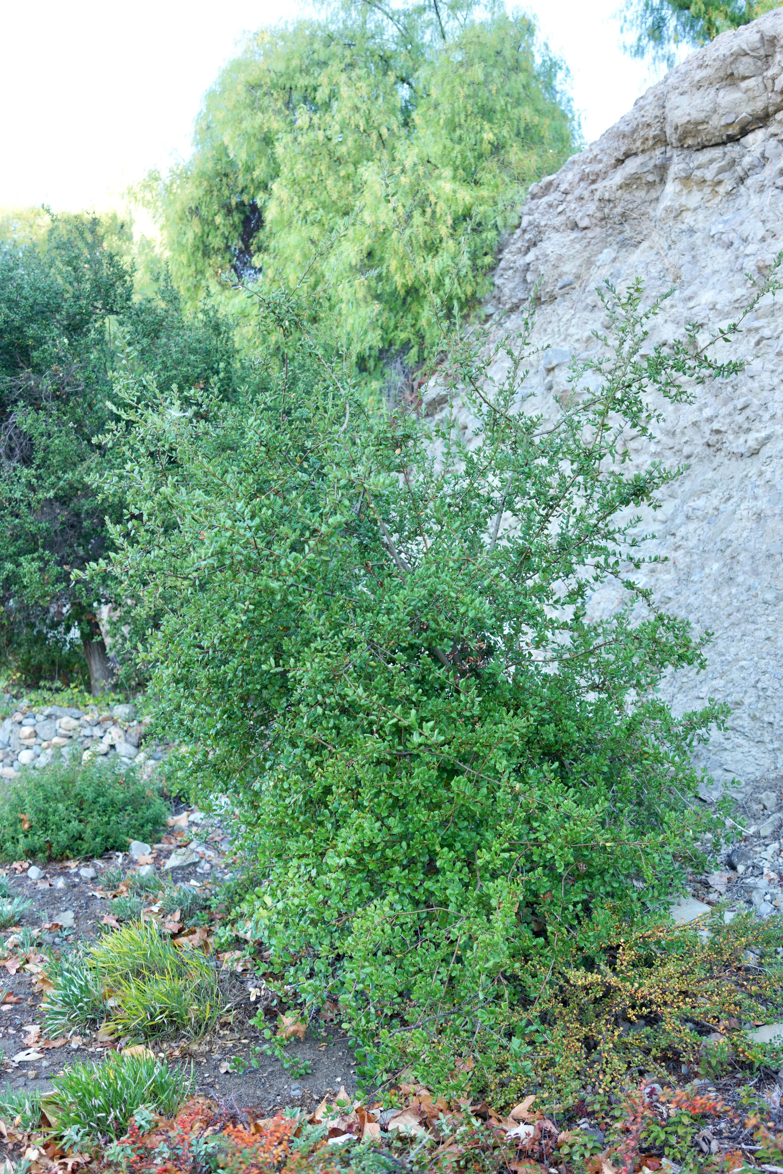  Clusters 2023:54 (2023) C-print on wood panel, 60”x40” 