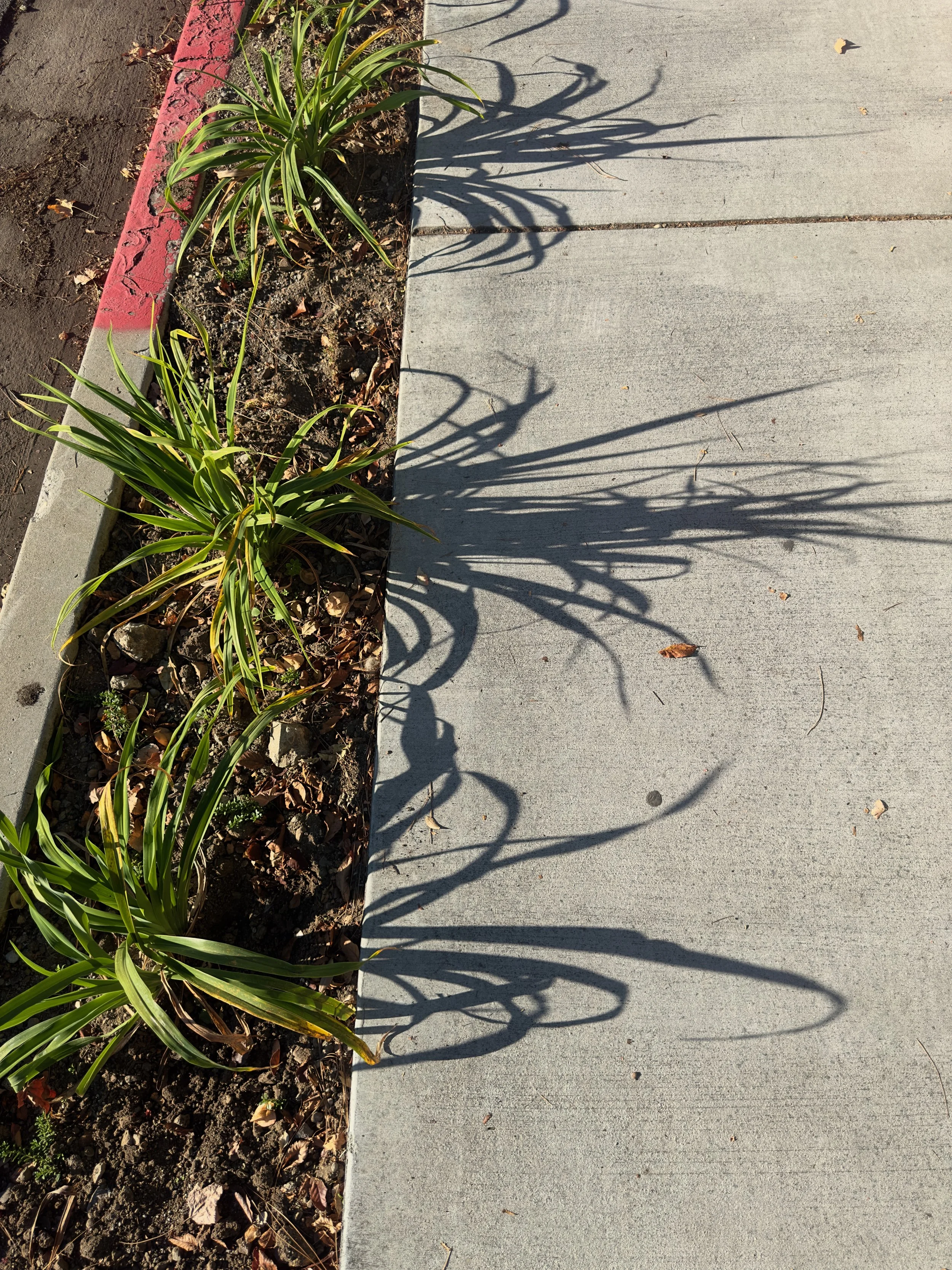  Clusters 2023:55 (2023) C-print on wood panel, 60”x40” 