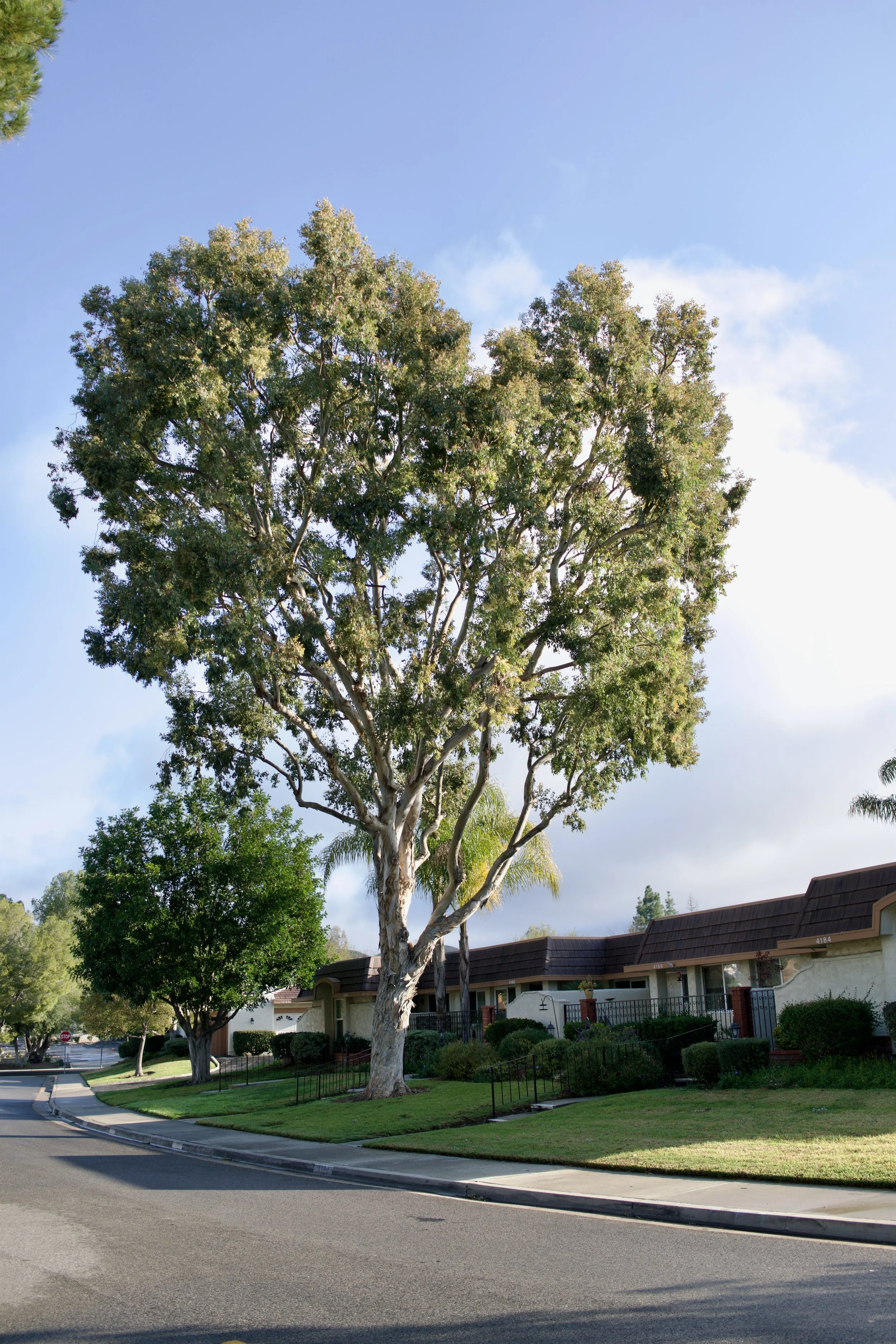  Equilibrium 2023:4 (2023) C-print on wood panel, 60”x40” 