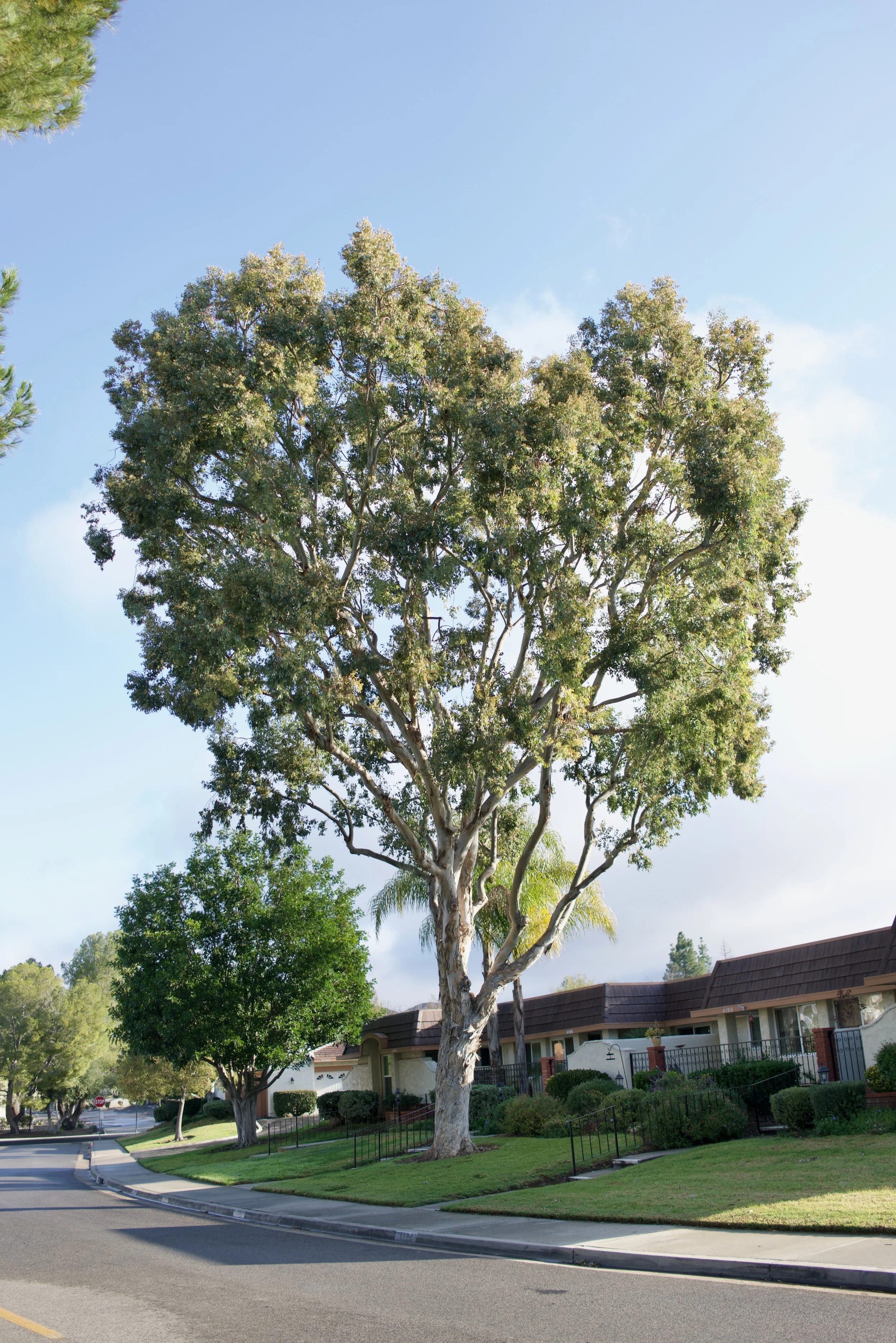  Equilibrium 2023:5 (2023) C-print on wood panel, 60”x40” 