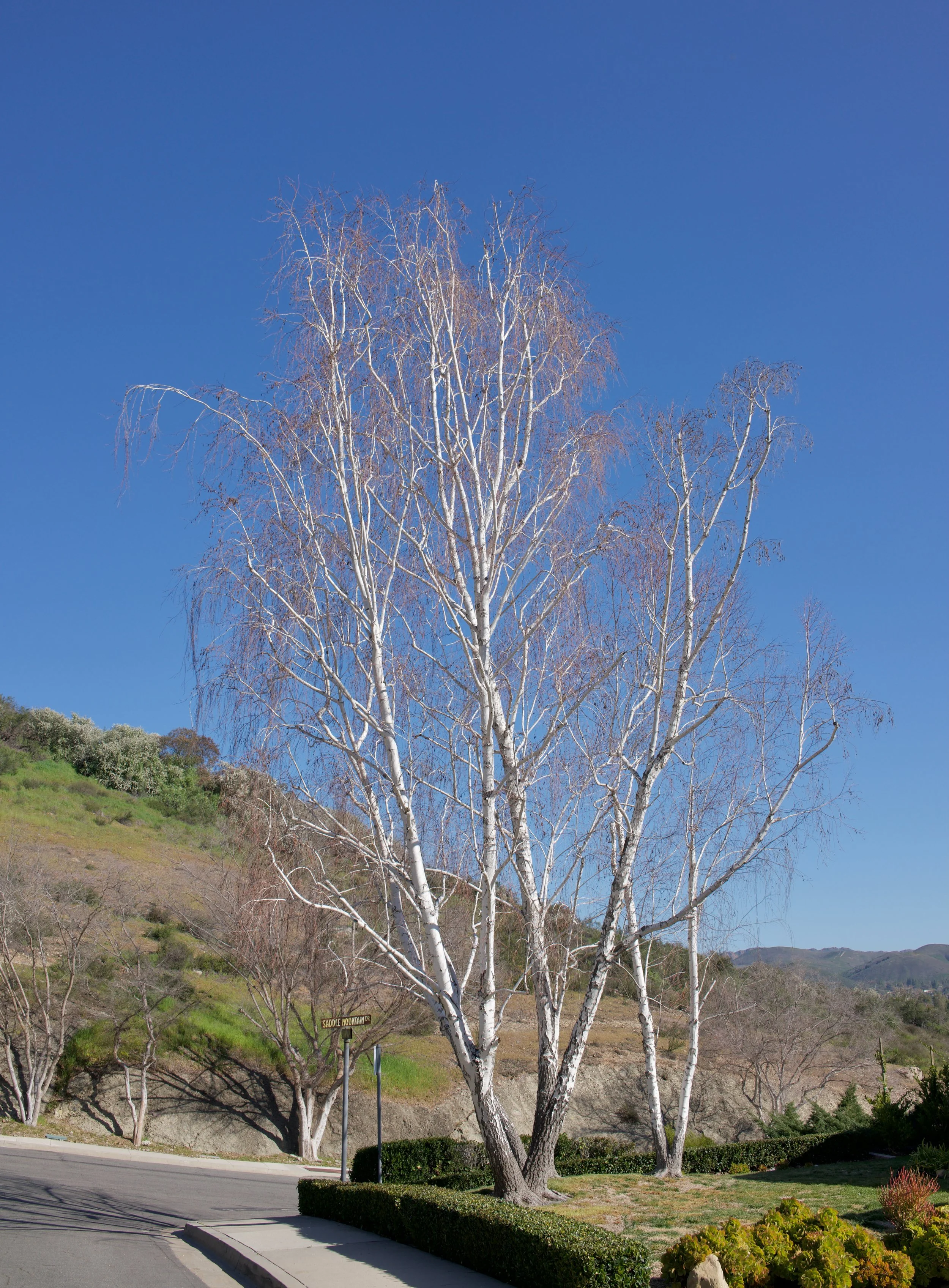  Equilibrium 2023:14 (2023) C-print on wood panel, 60”x40” 