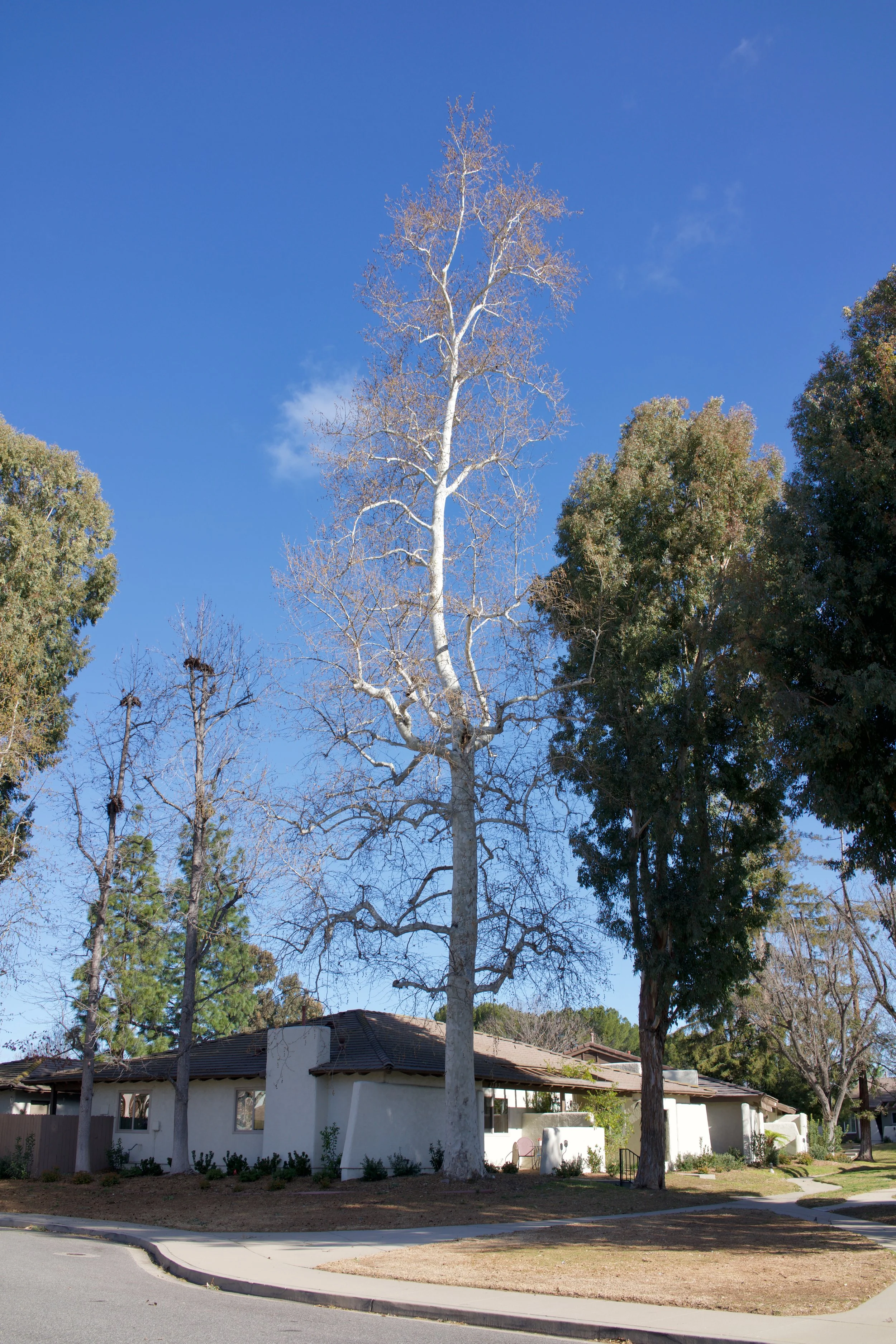  Equilibrium 2023:22 (2023) C-print on wood panel, 60”x40” 