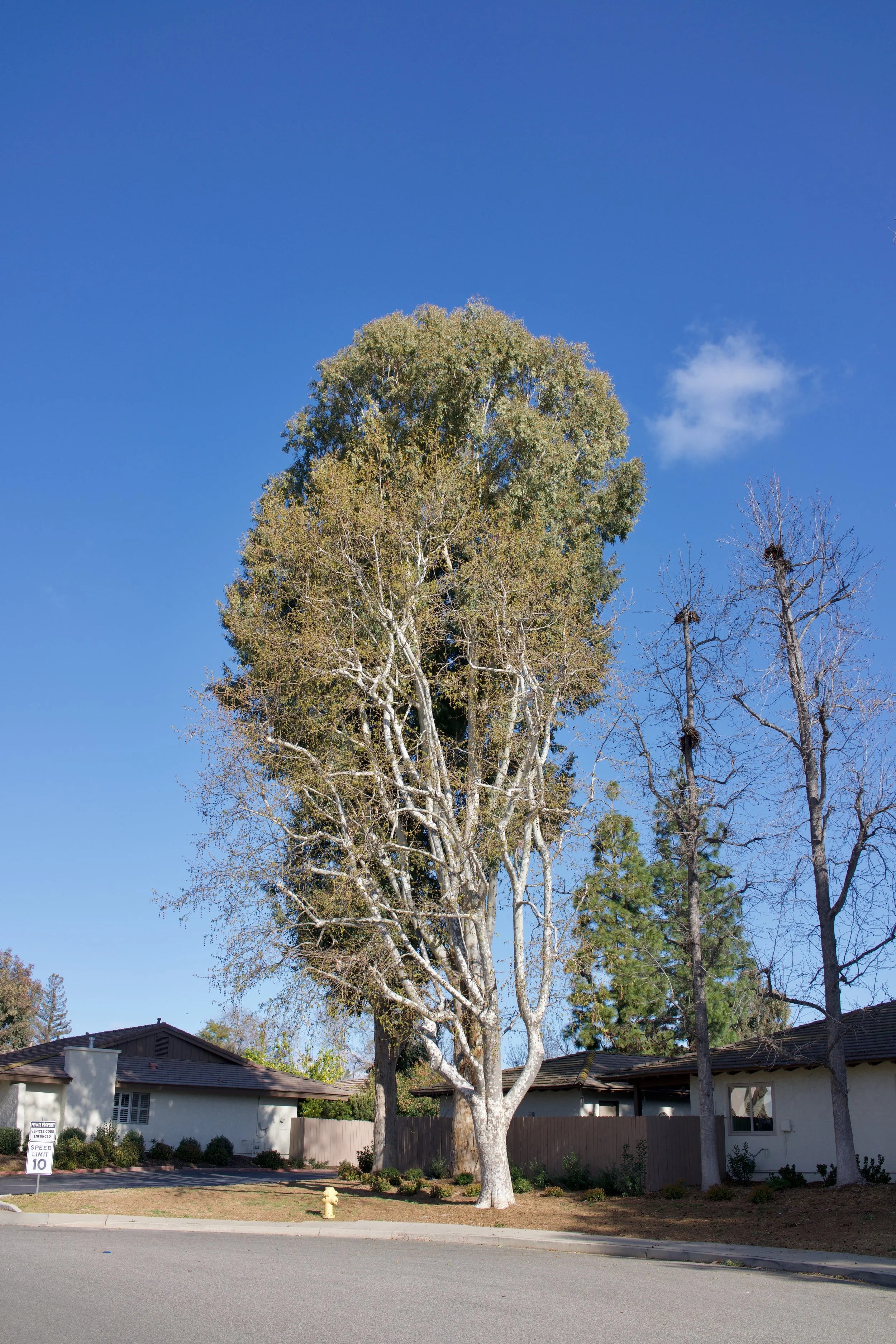  Equilibrium 2023:23 (2023) C-print on wood panel, 60”x40” 