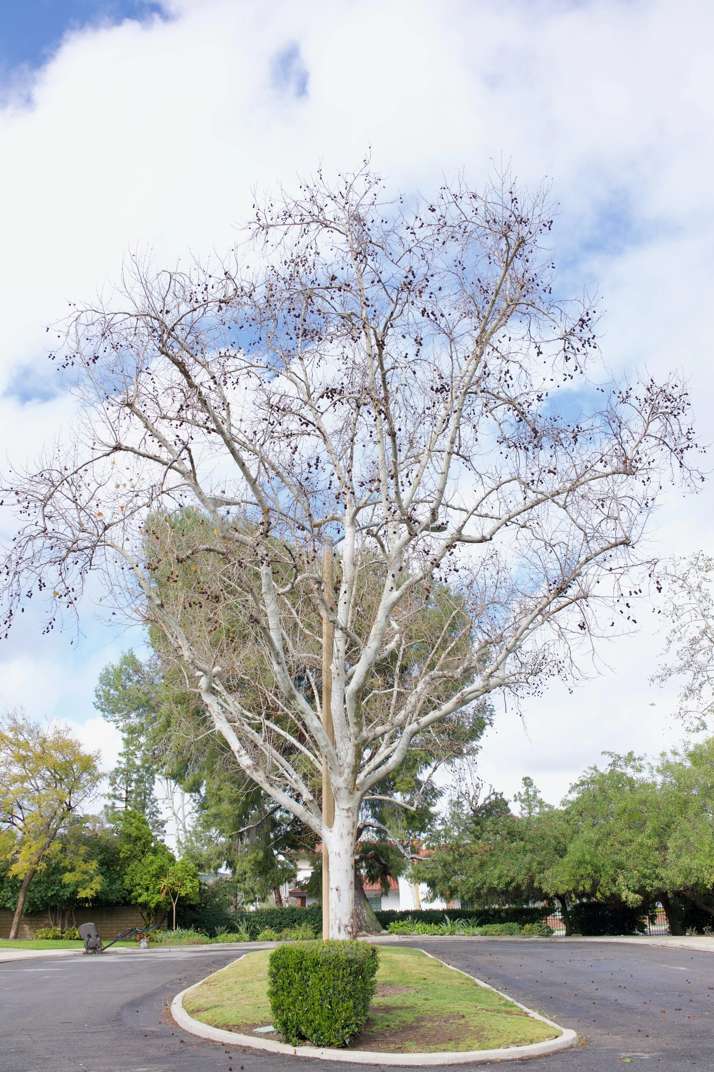  Equilibrium 2023:38 (2023) C-print on wood panel, 60”x40” 