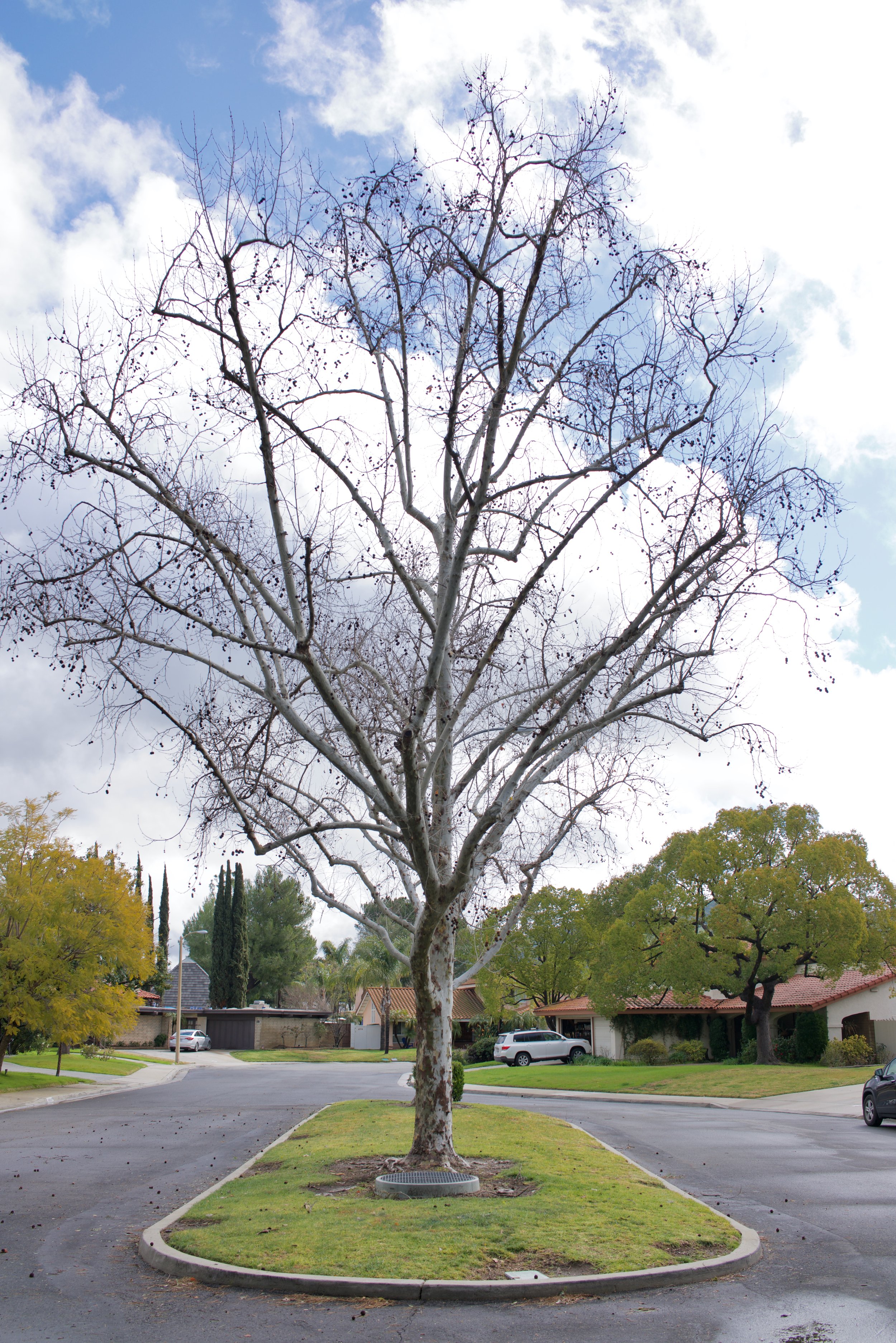  Equilibrium 2023:39 (2023) C-print on wood panel, 60”x40” 