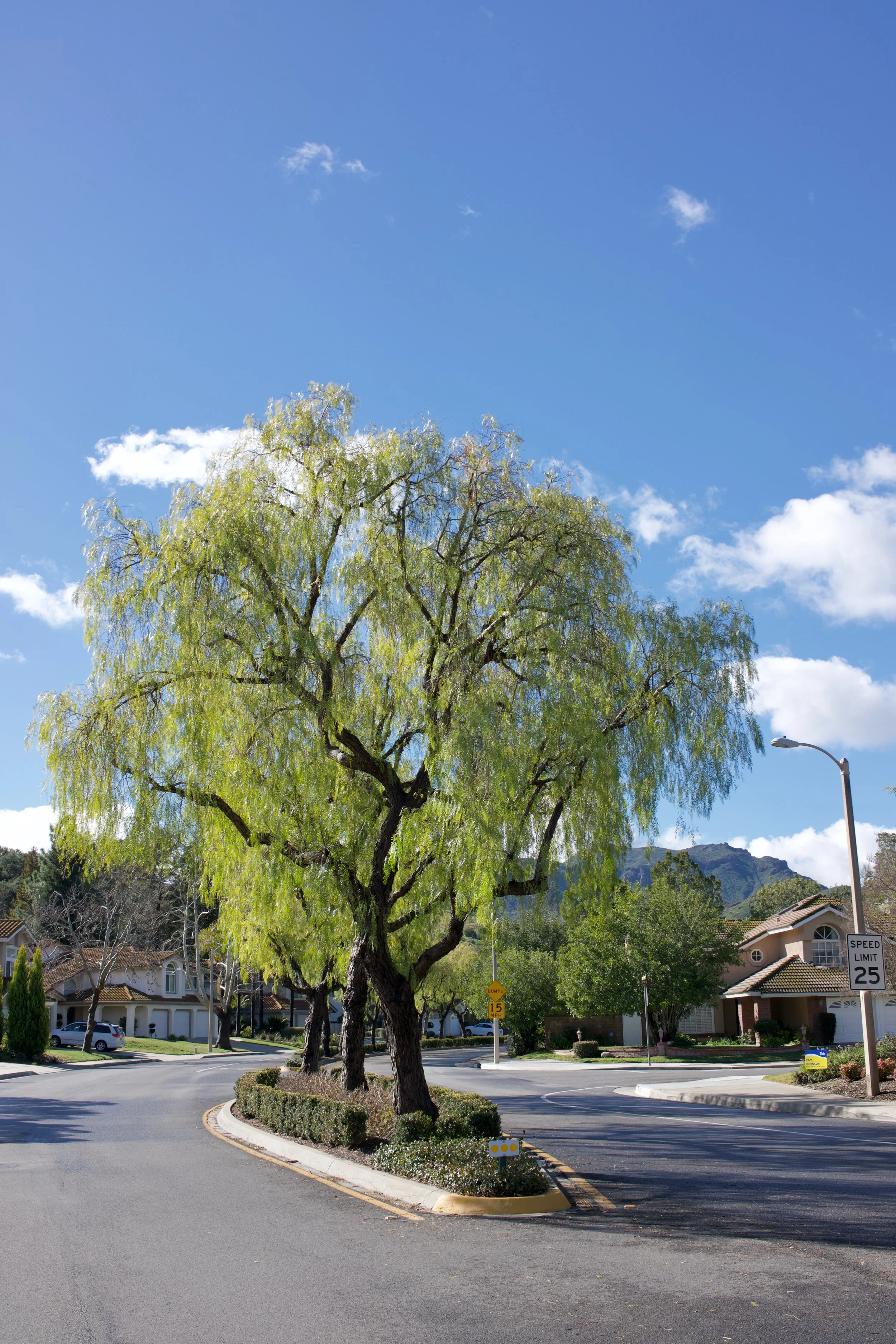  Equilibrium 2023:42 (2023) C-print on wood panel, 60”x40” 