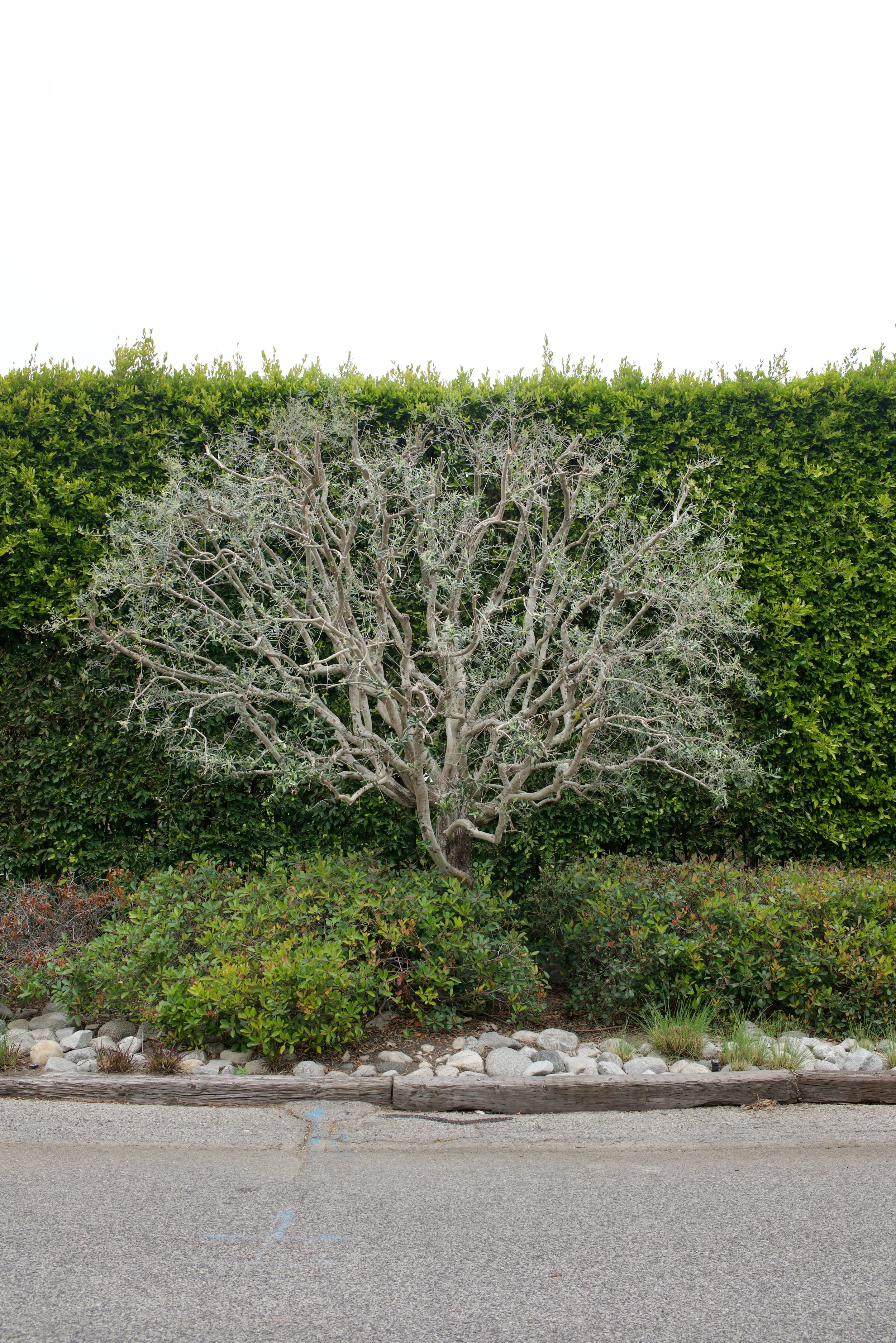  Equilibrium 2023:61 (2023) C-print on wood panel, 60”x40” 