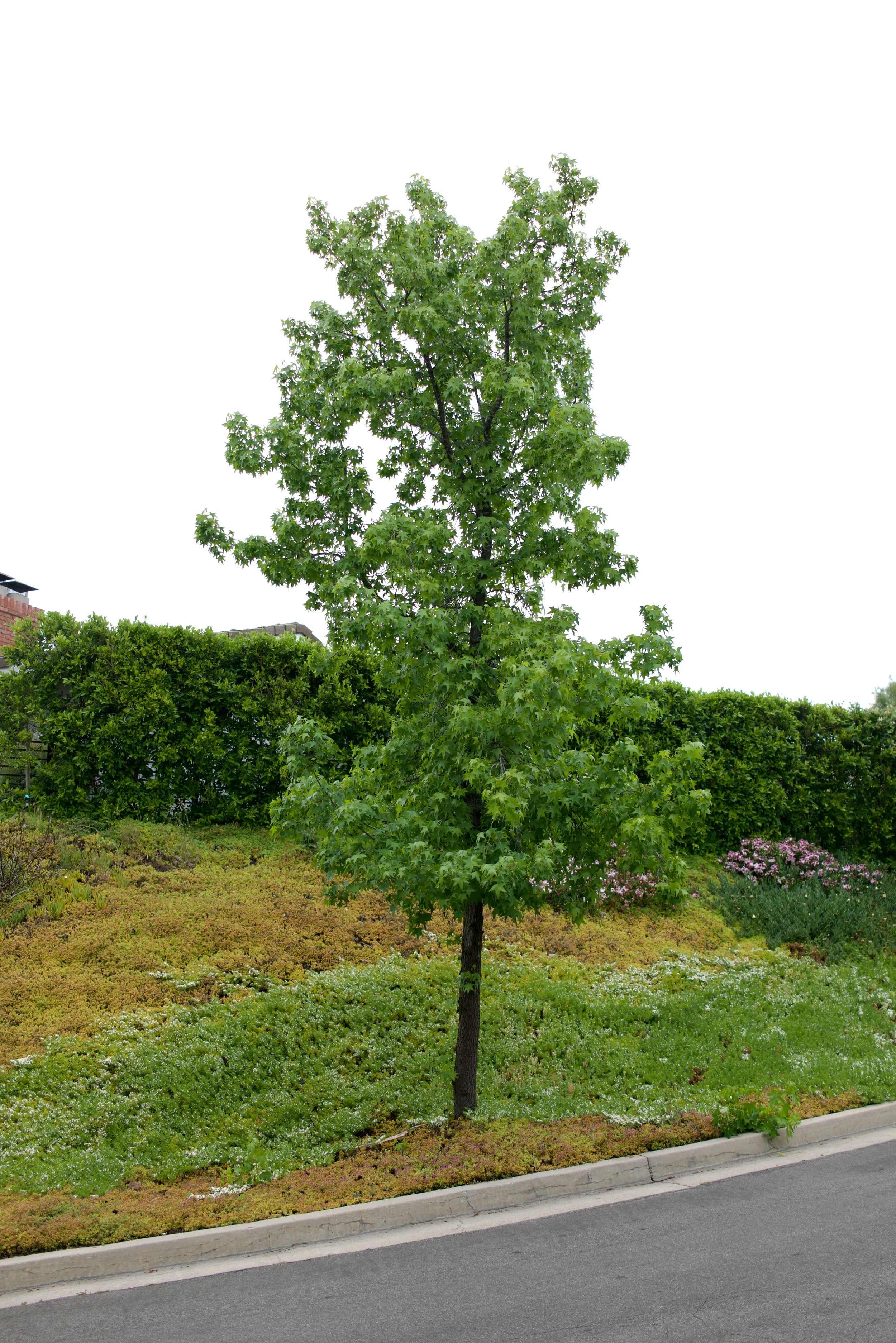  Equilibrium 2023:73 (2023) C-print on wood panel, 60”x40” 