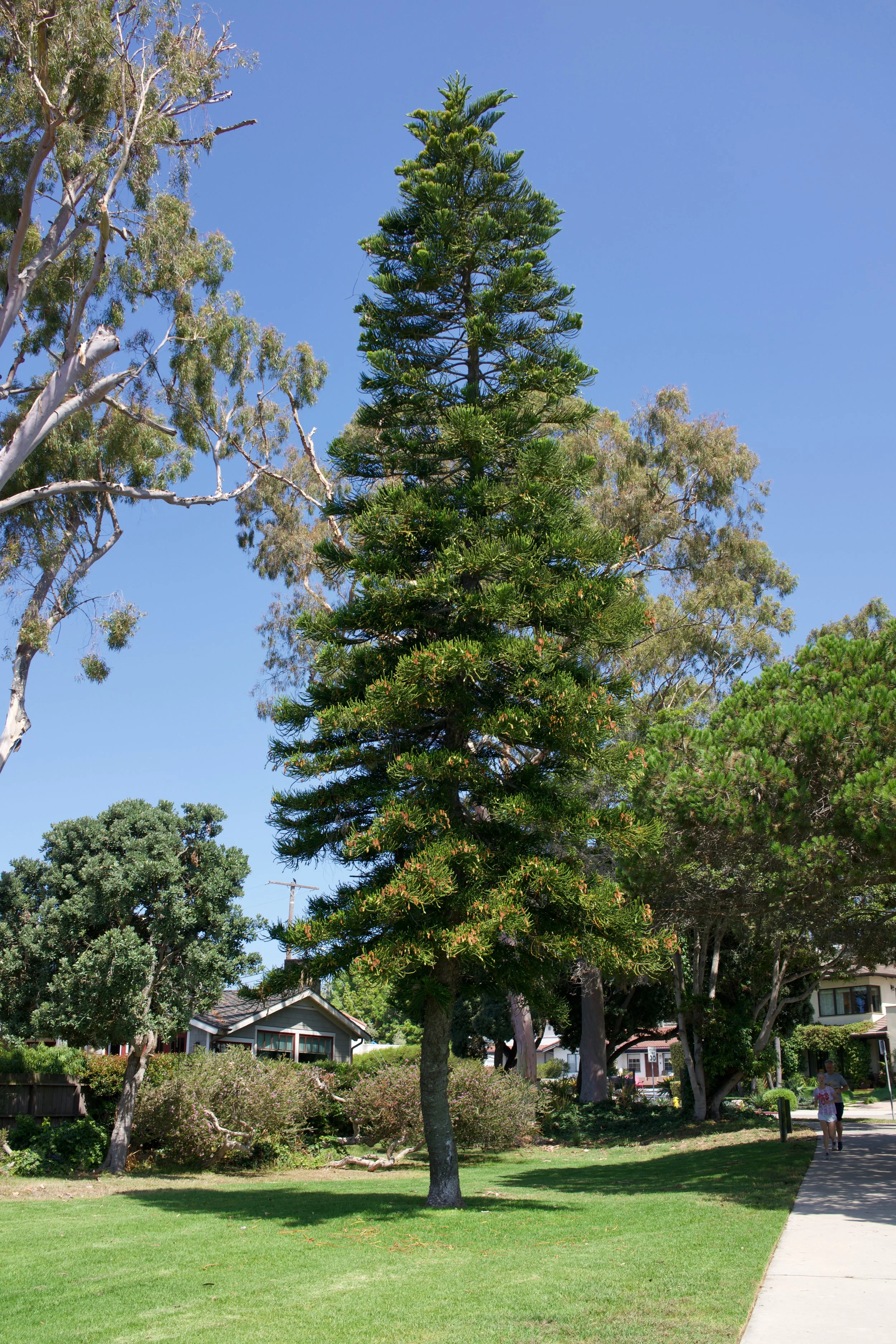  Equilibrium 2023:78 (2023) C-print on wood panel, 60”x40” 