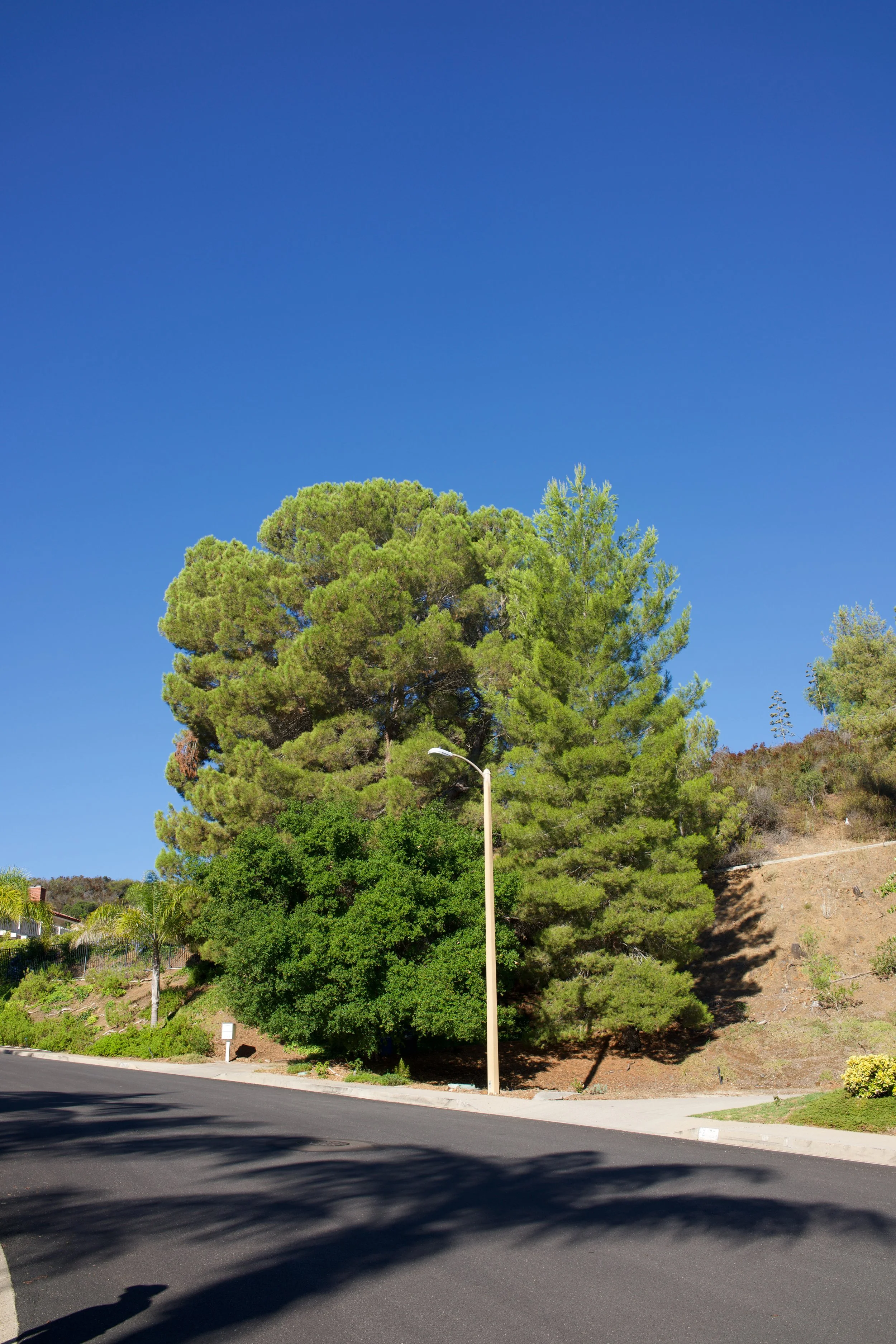  Equilibrium 2023:91 (2023) C-print on wood panel, 60”x40” 