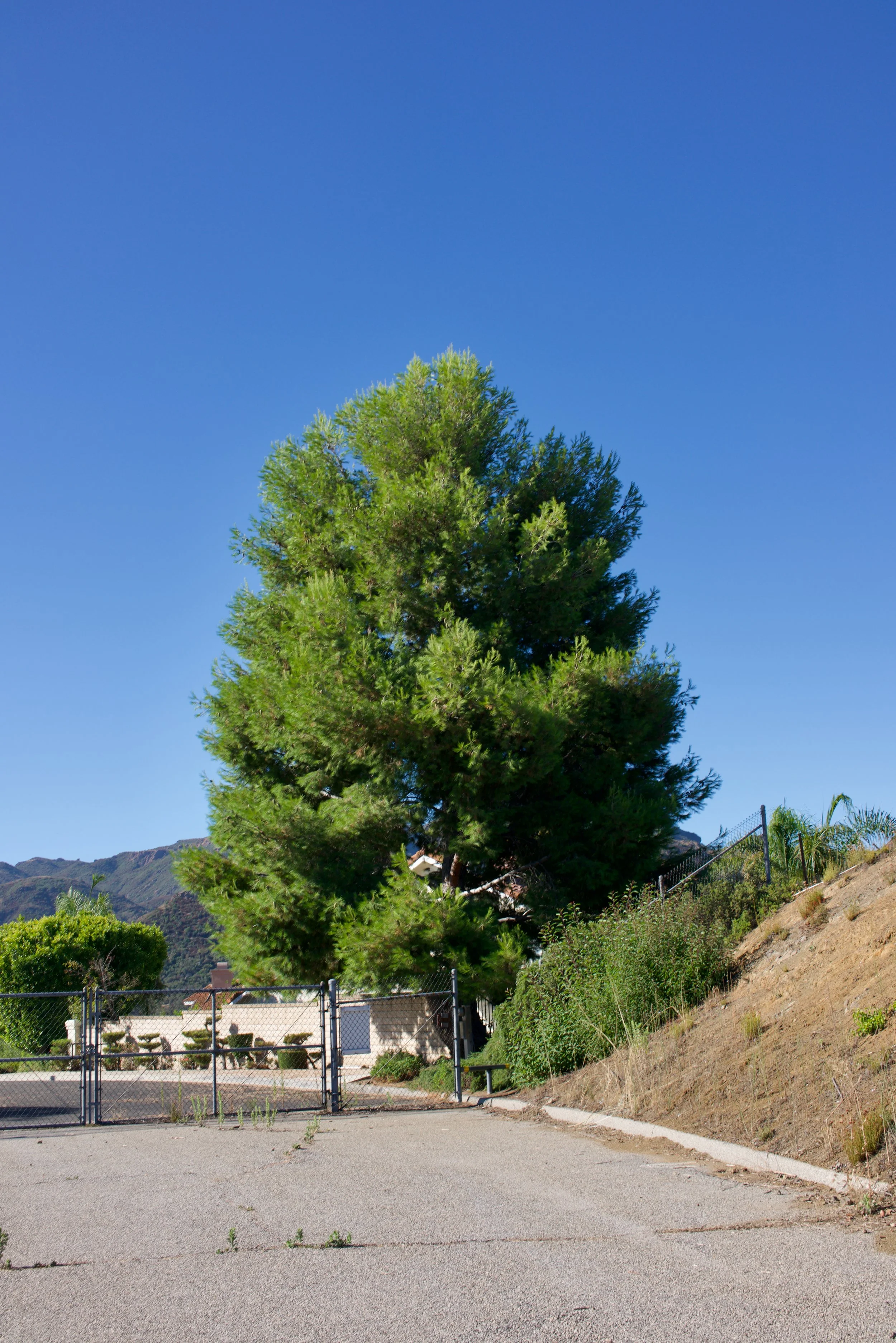  Equilibrium 2023:93 (2023) C-print on wood panel, 60”x40” 