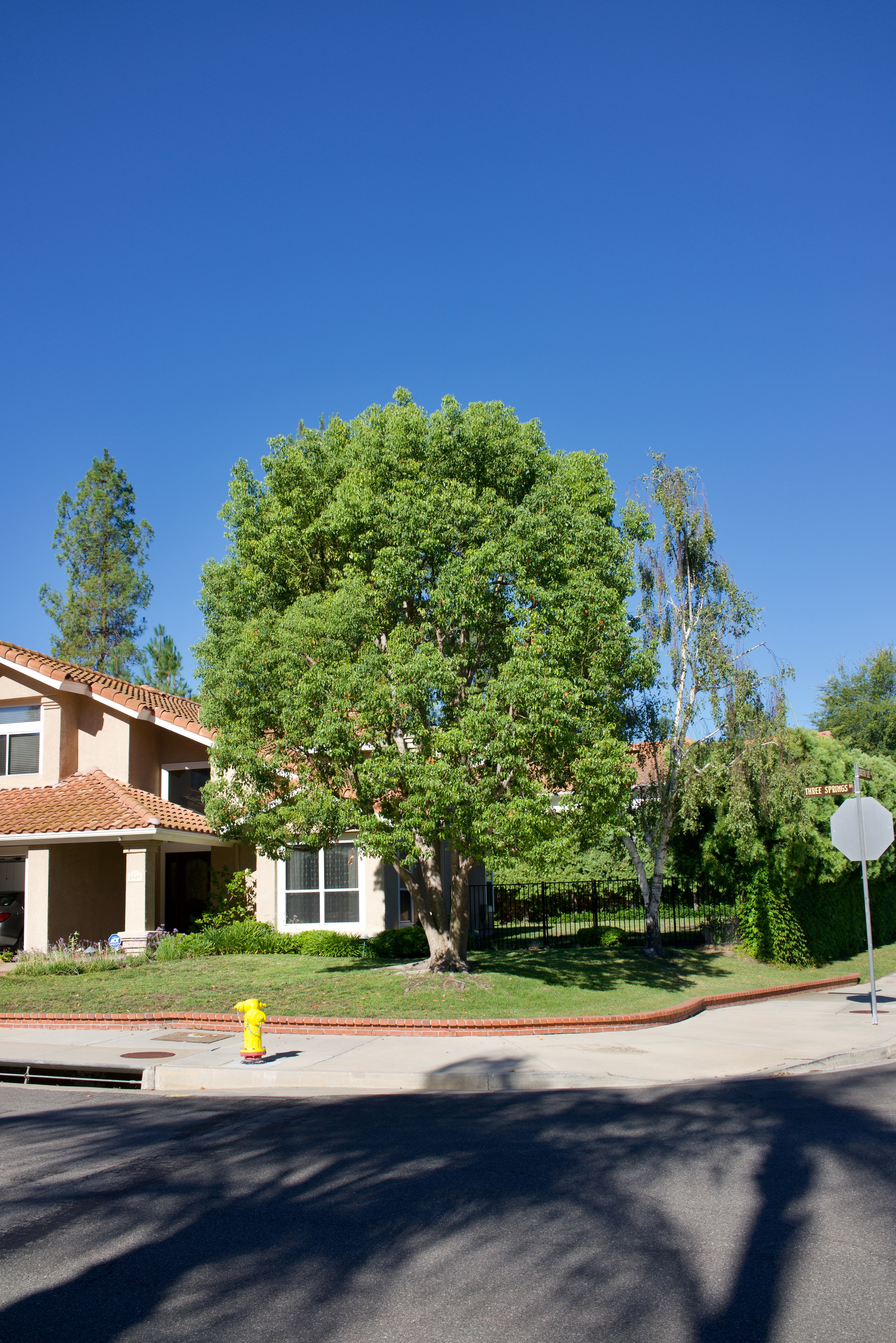  Equilibrium 2023:97 (2023) C-print on wood panel, 60”x40” 