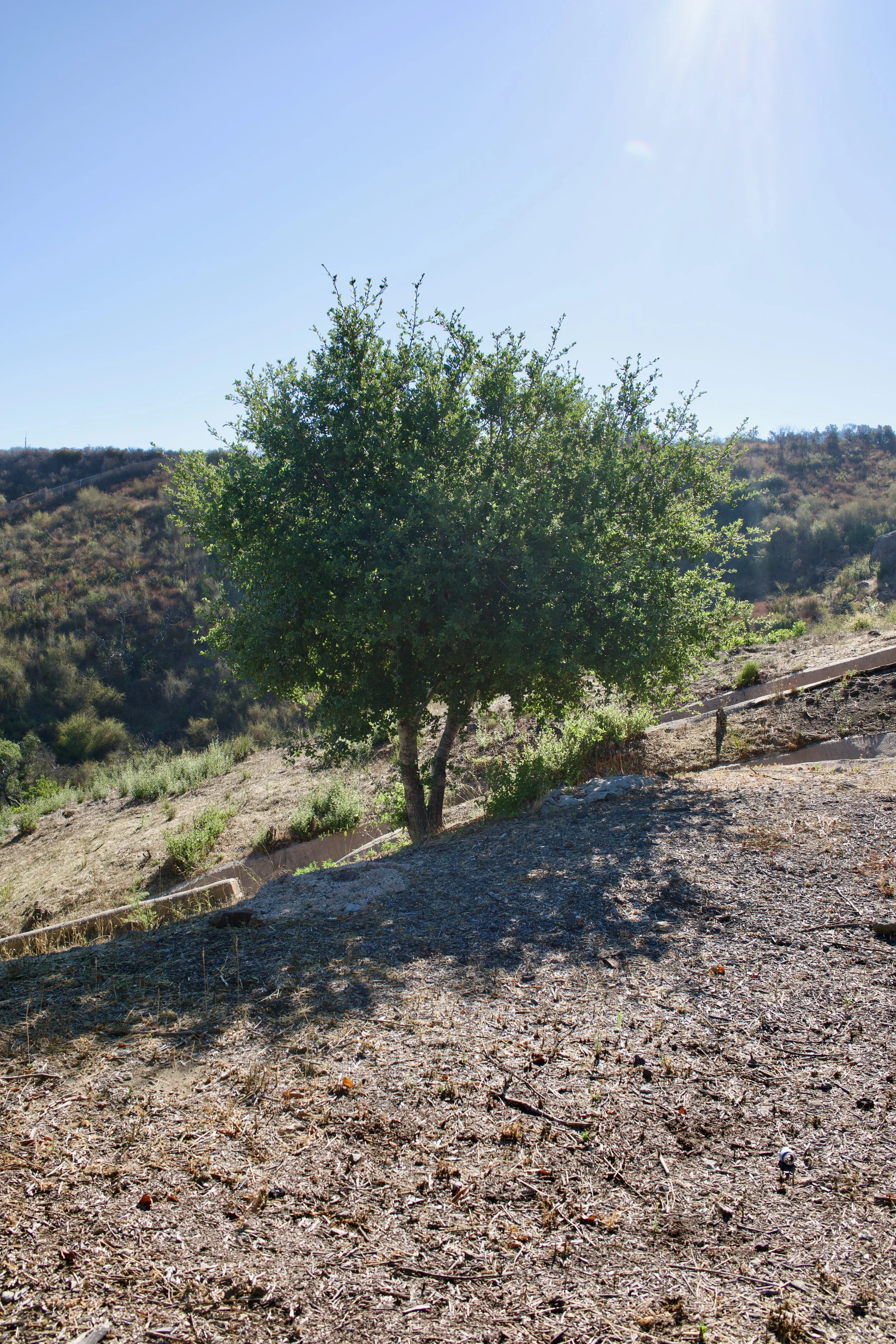  Equilibrium 2023:99 (2023) C-print on wood panel, 60”x40” 