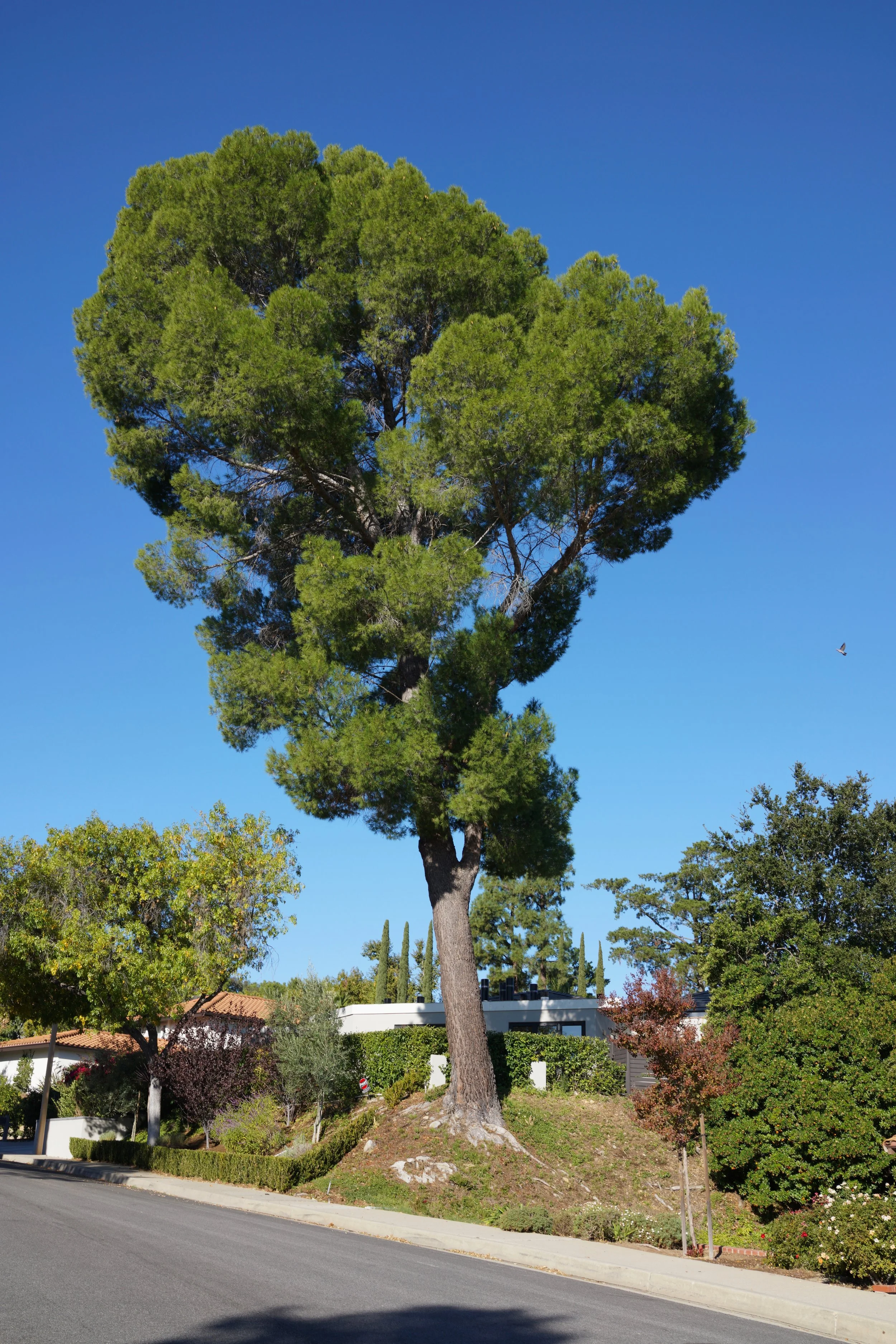  Equilibrium 2023:110 (2023) C-print on wood panel, 60”x40” 