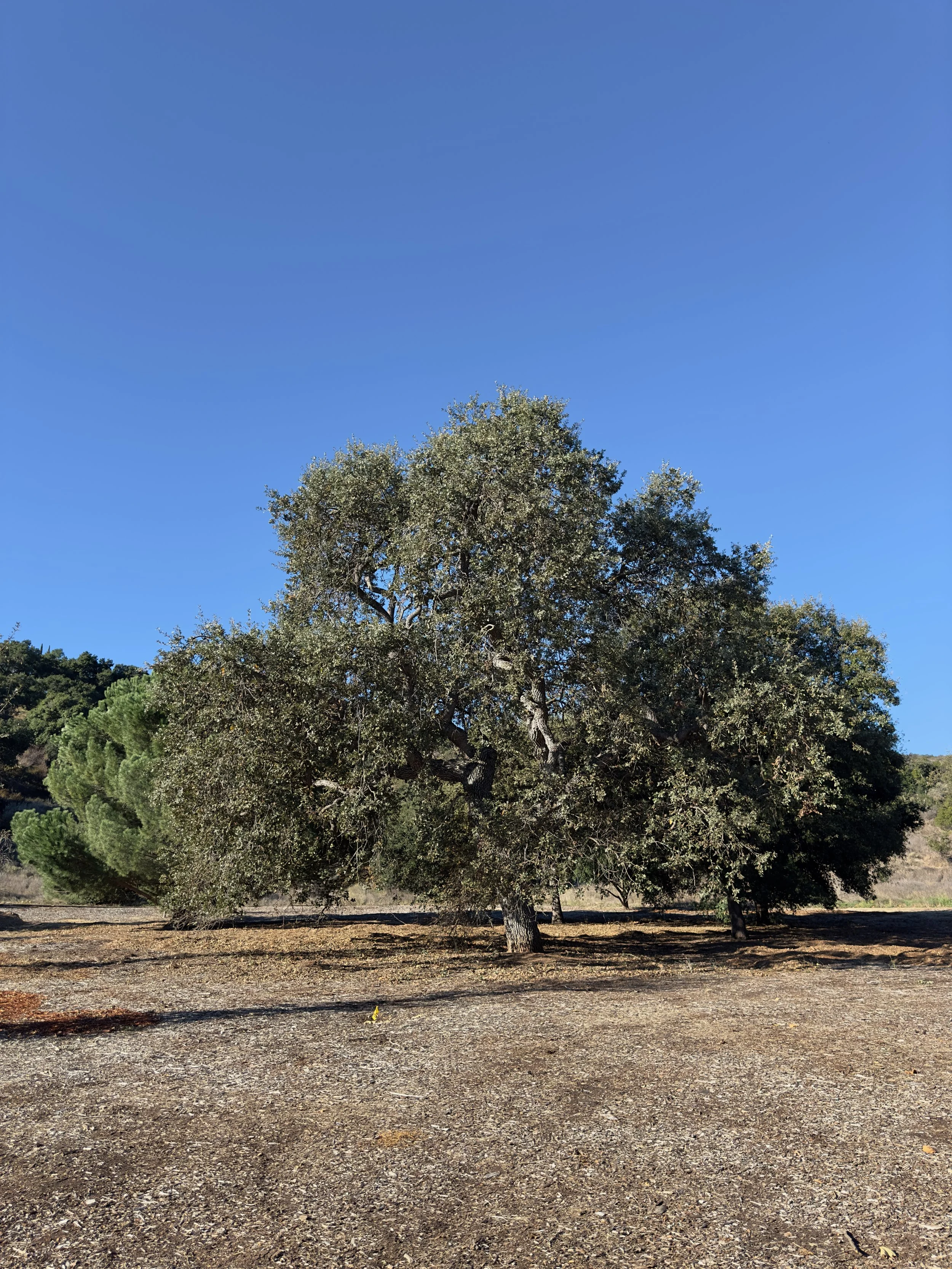  Equilibrium 2023:111 (2023) C-print on wood panel, 60”x40” 