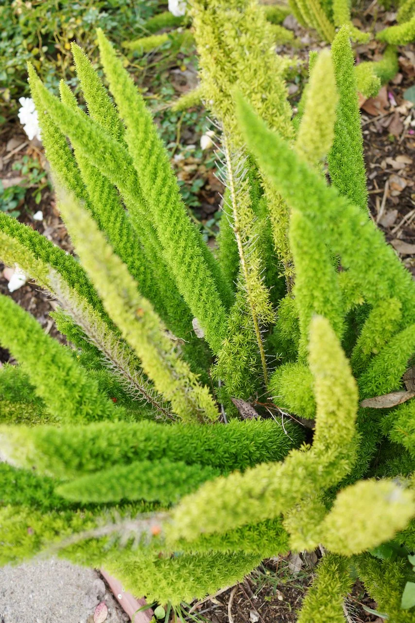  Clusters 2023:56 (2023) C-print on wood panel, 60”x40” 