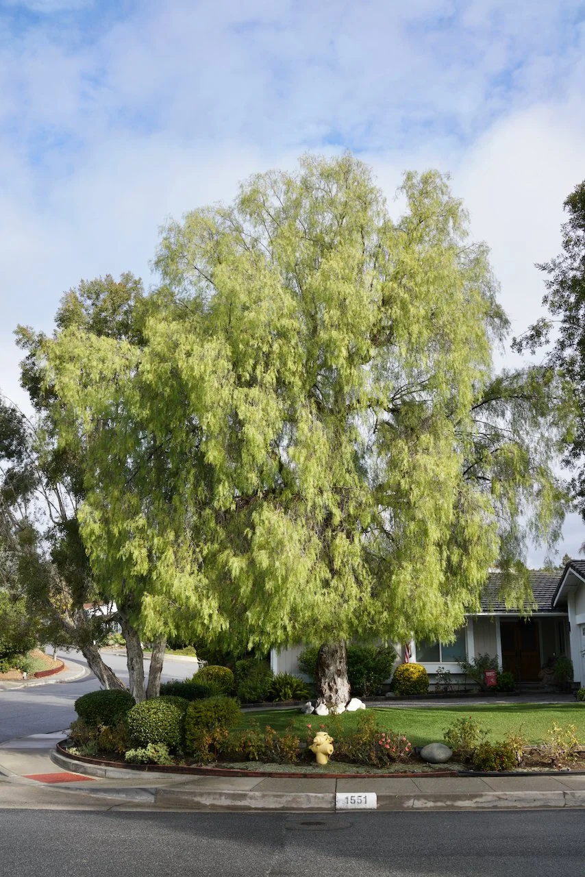  Equilibrium 2023:138 (2023) C-print on wood panel, 60”x40” 