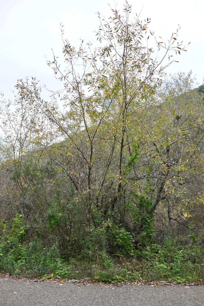  Clusters 2024:2 (2024) C-print on wood panel, 60”x40” 