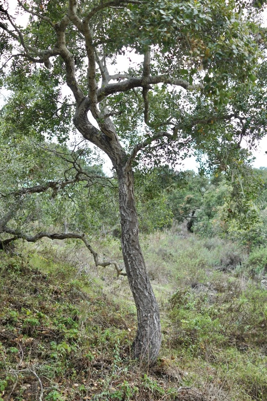  Clusters 2024:3 (2024) C-print on wood panel, 60”x40” 