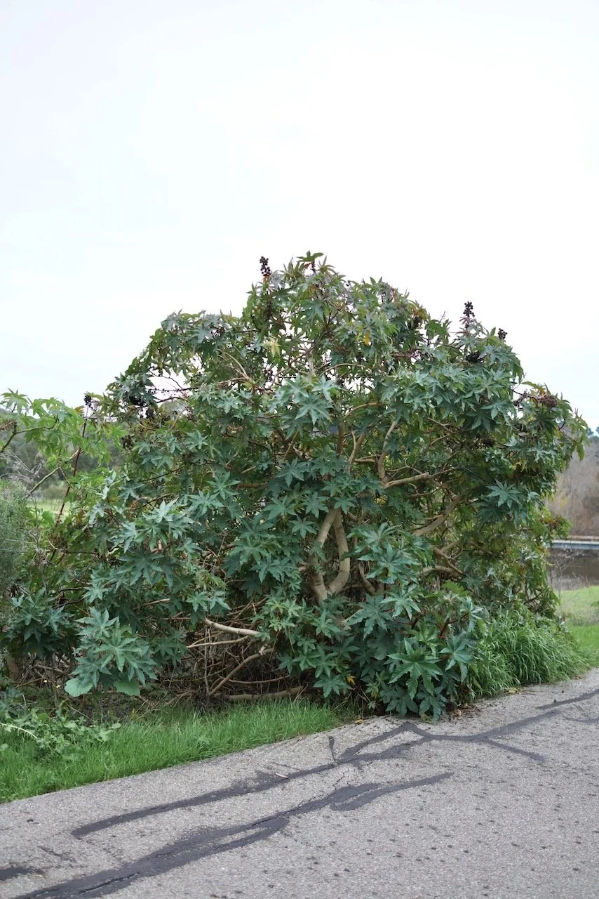  Clusters 2024:4 (2024) C-print on wood panel, 60”x40” 