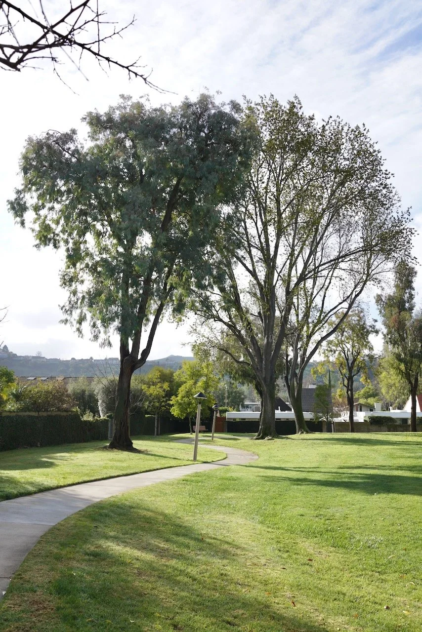  Clusters 2024:6 (2024) C-print on wood panel, 60”x40” 