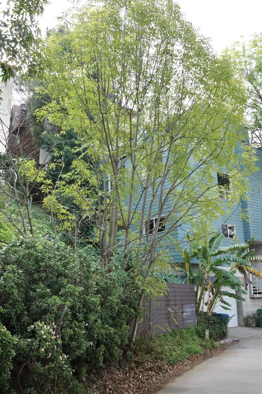  Clusters 2024:7 (2024) C-print on wood panel, 60”x40” 