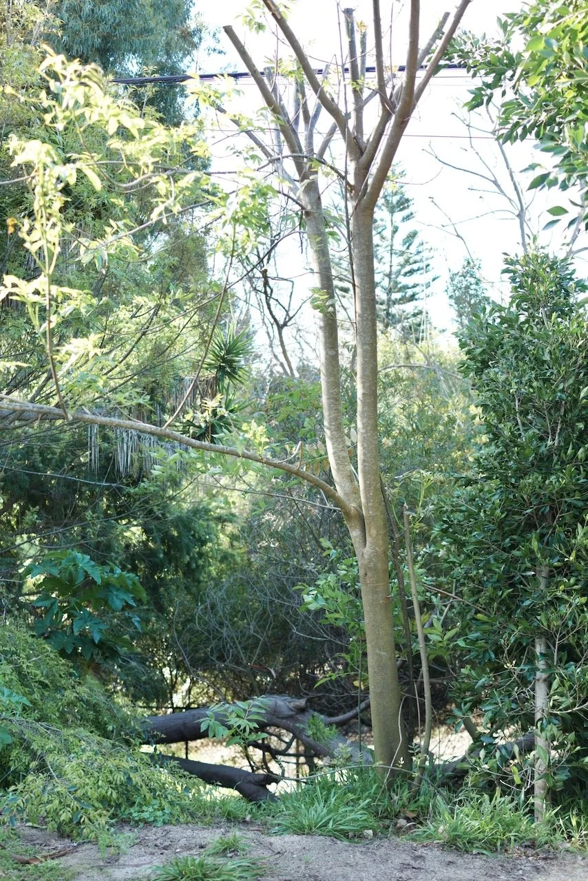  Clusters 2024:10 (2024) C-print on wood panel, 60”x40” 