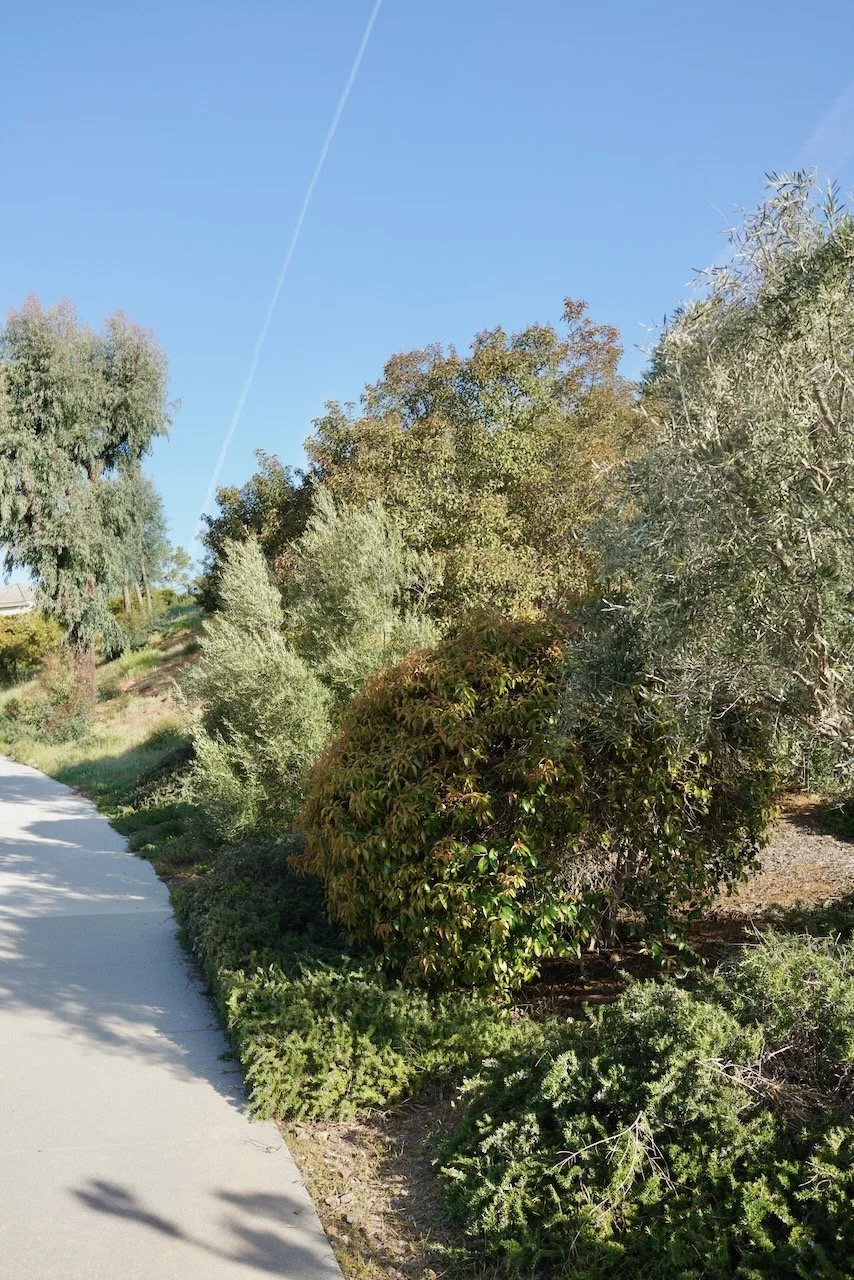  Clusters 2024:16 (2024) C-print on wood panel, 60”x40” 