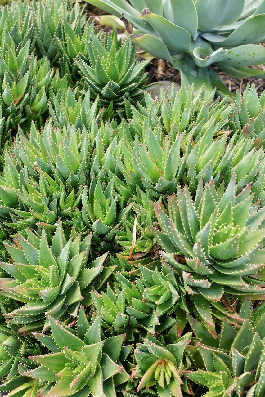  Clusters 2024:19 (2024) C-print on wood panel, 60”x40” 