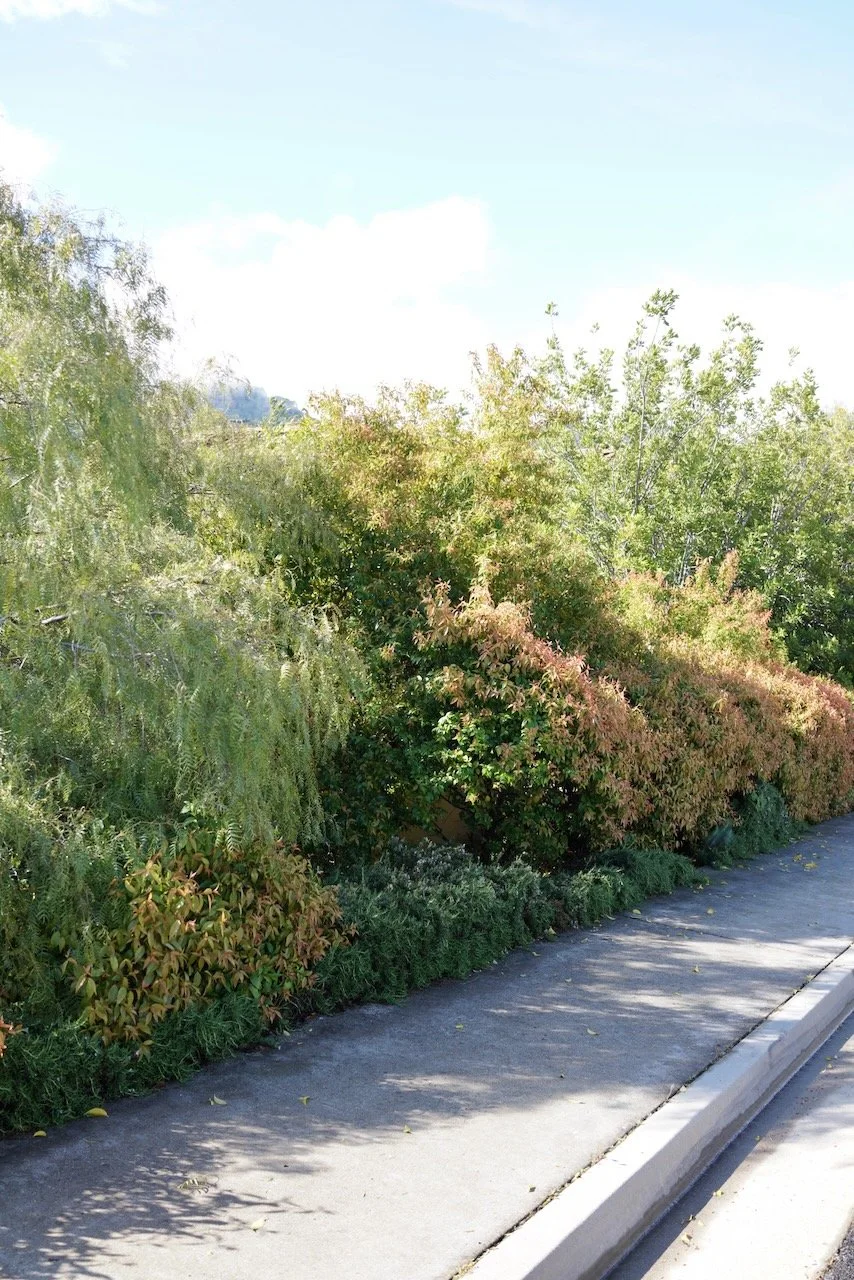  Clusters 2024:20 (2024) C-print on wood panel, 60”x40” 