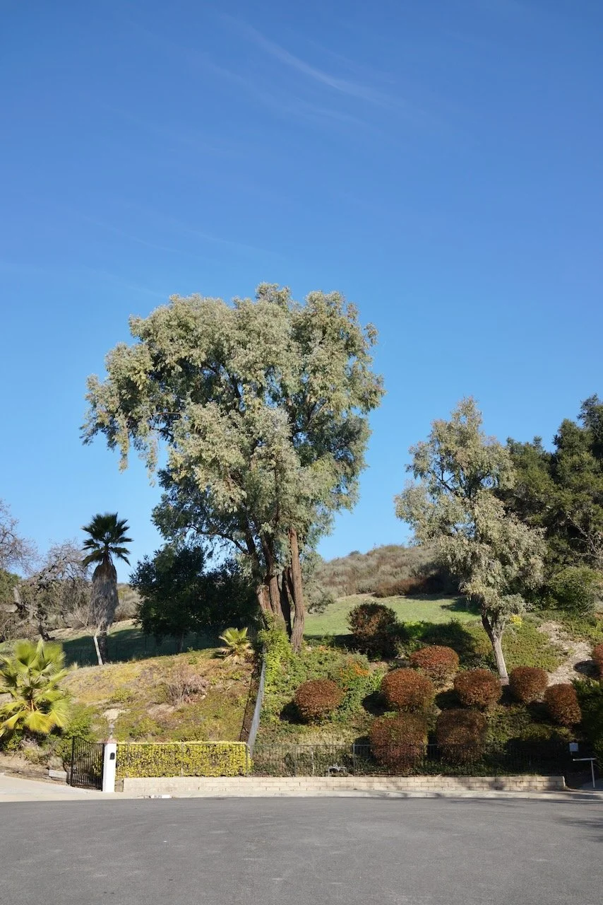  Equilibrium 2024:2 (2024) C-print on wood panel, 60”x40” 