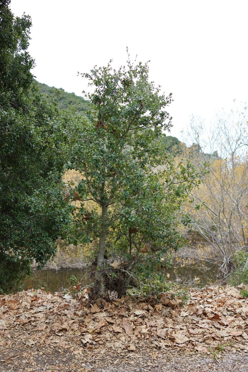  Equilibrium 2024:13 (2024) C-print on wood panel, 60”x40” 