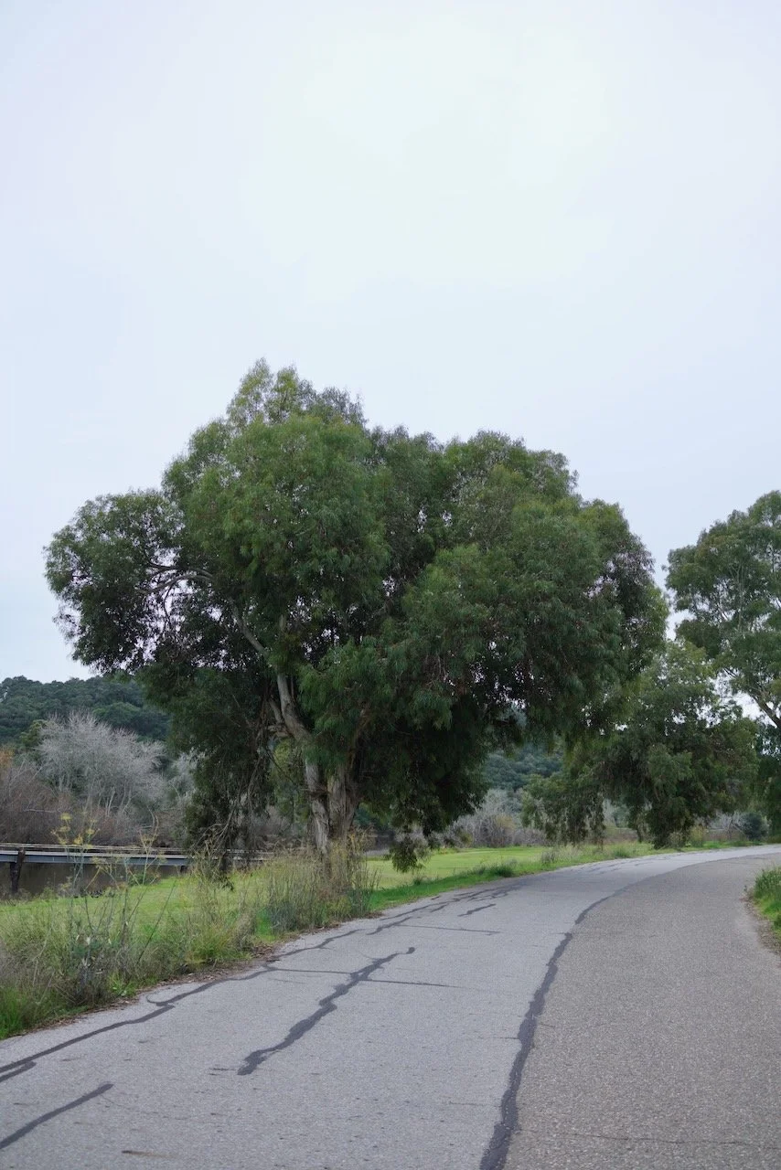  Equilibrium 2024:14 (2024) C-print on wood panel, 60”x40” 