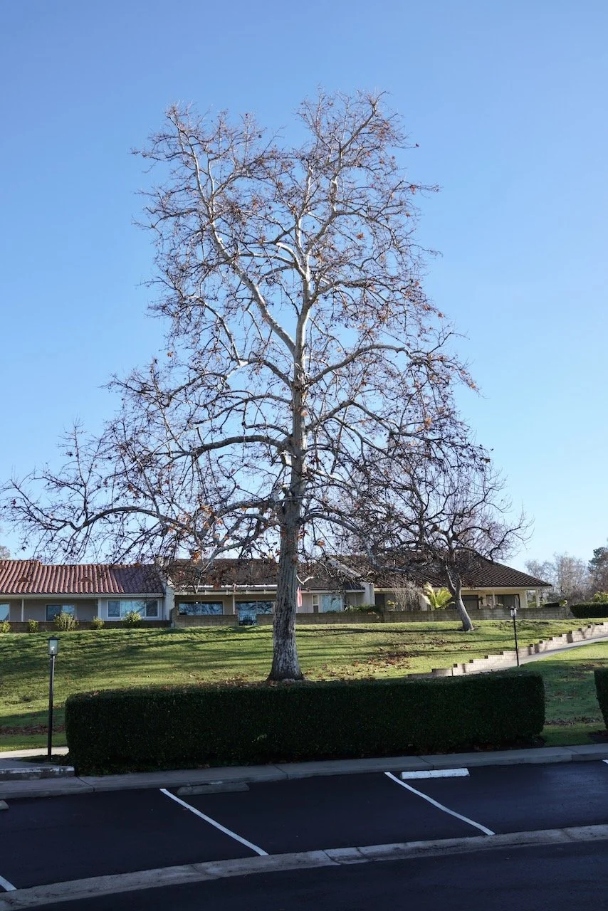  Equilibrium 2024:18 (2024) C-print on wood panel, 60”x40” 