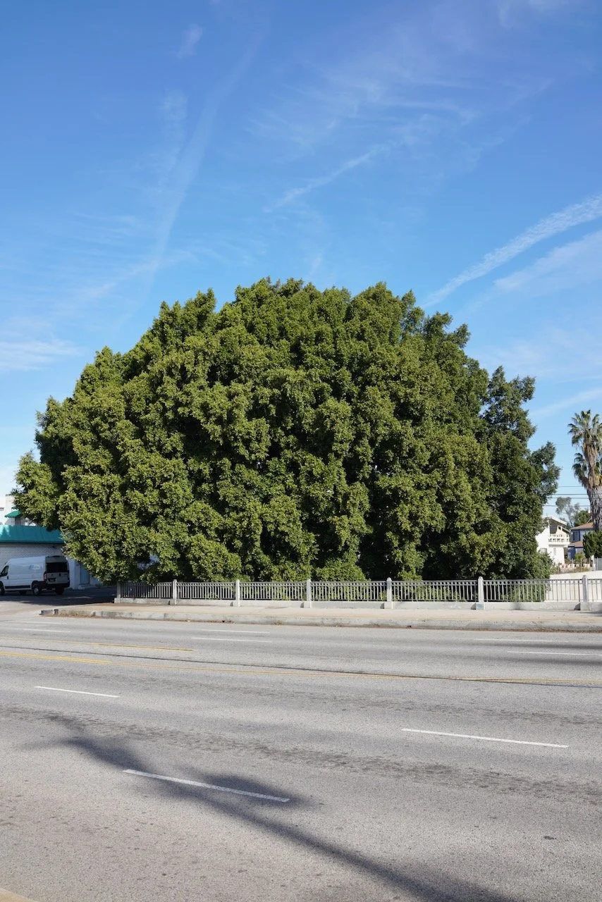  Equilibrium 2024:25 (2024) C-print on wood panel, 60”x40” 