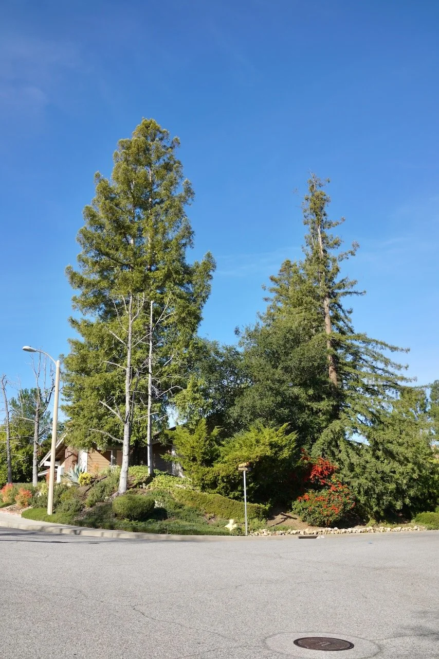  Equilibrium 2024:27 (2024) C-print on wood panel, 60”x40” 