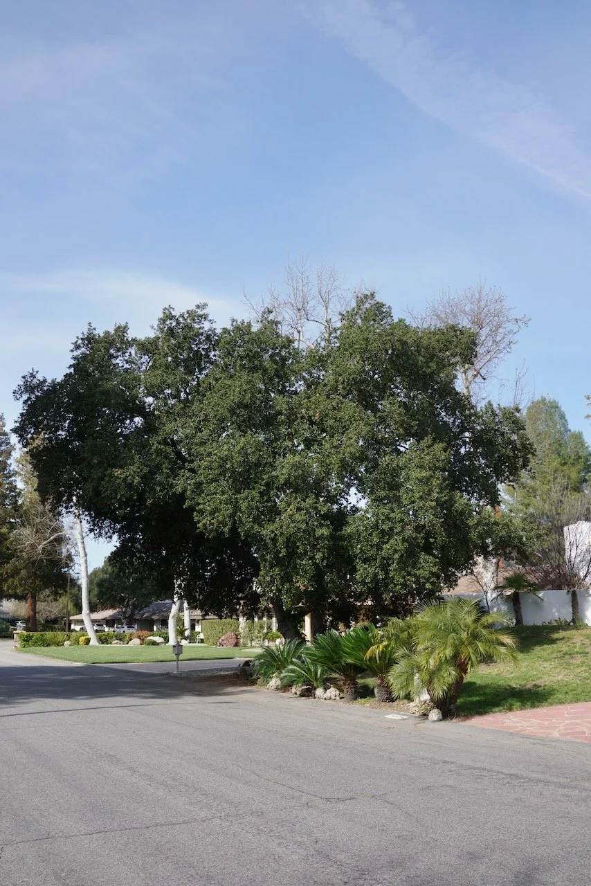  Equilibrium 2024:44 (2024) C-print on wood panel, 60”x40” 