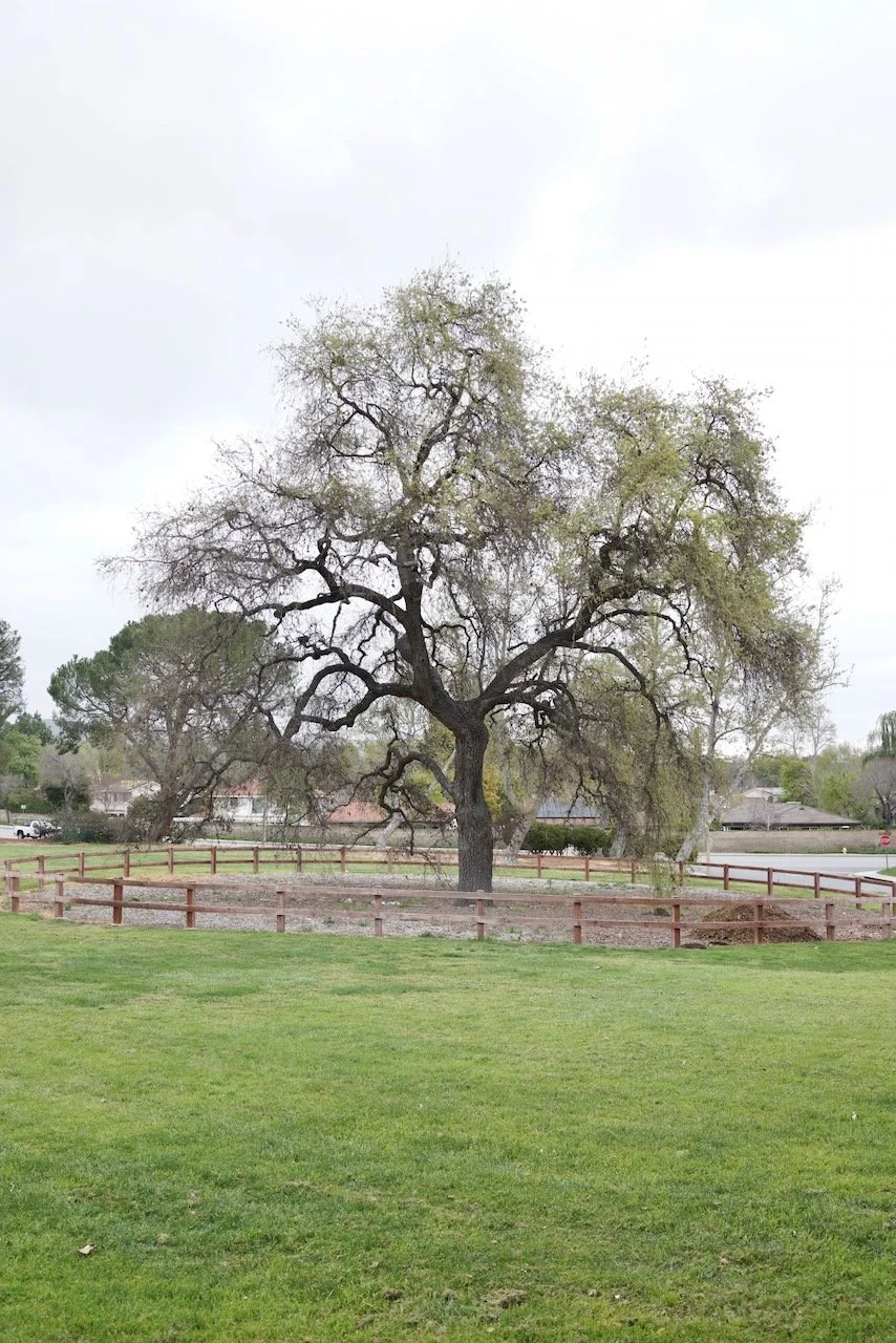  Equilibrium 2024:61 (2024) C-print on wood panel, 60”x40” 