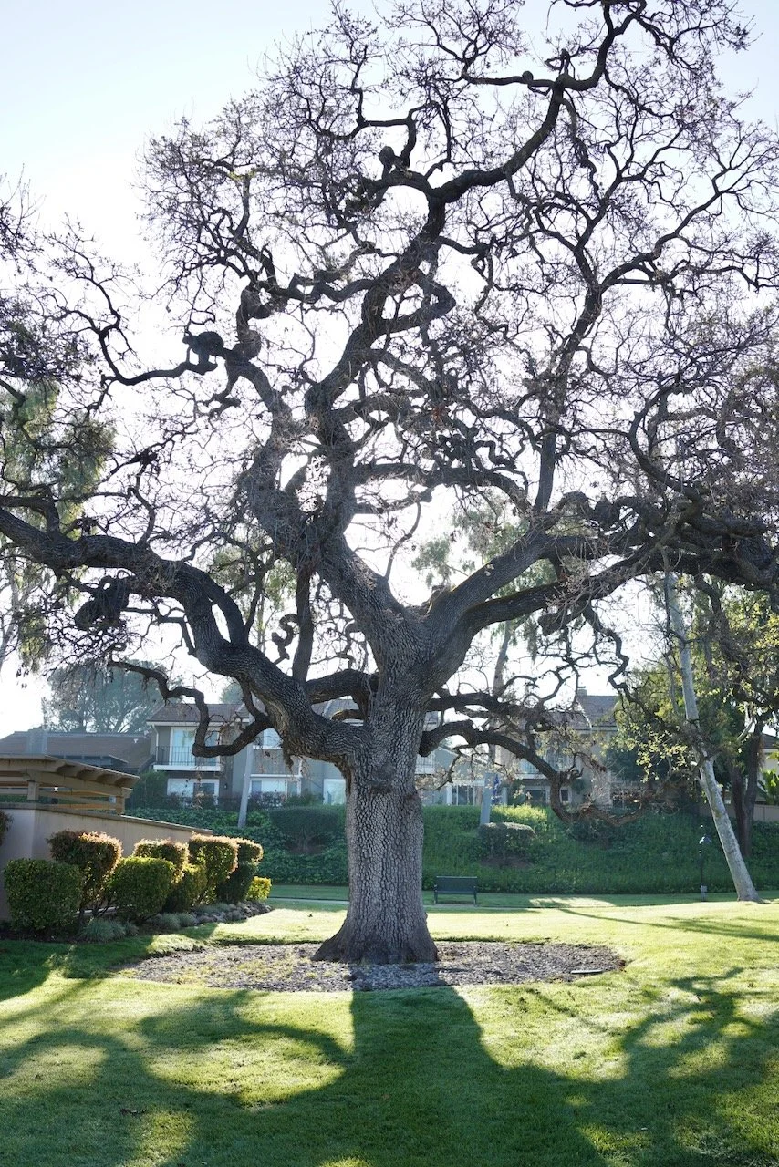  Equilibrium 2024:52 (2024) C-print on wood panel, 60”x40” 