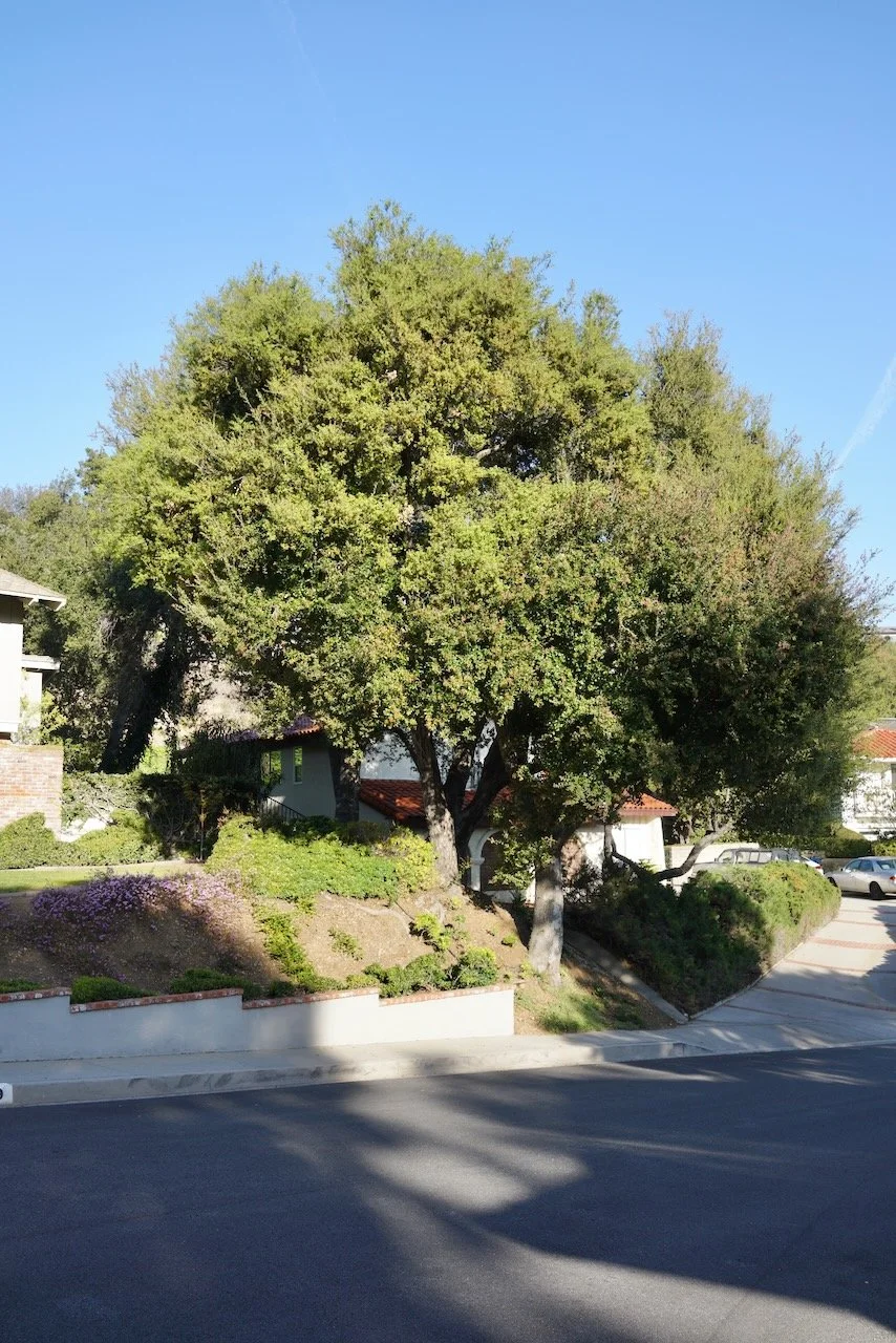  Equilibrium 2024:60 (2024) C-print on wood panel, 60”x40” 