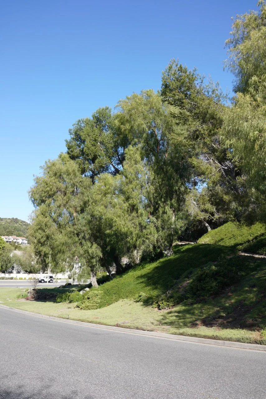  Clusters 2024:25 (2024) C-print on wood panel, 60”x40” 