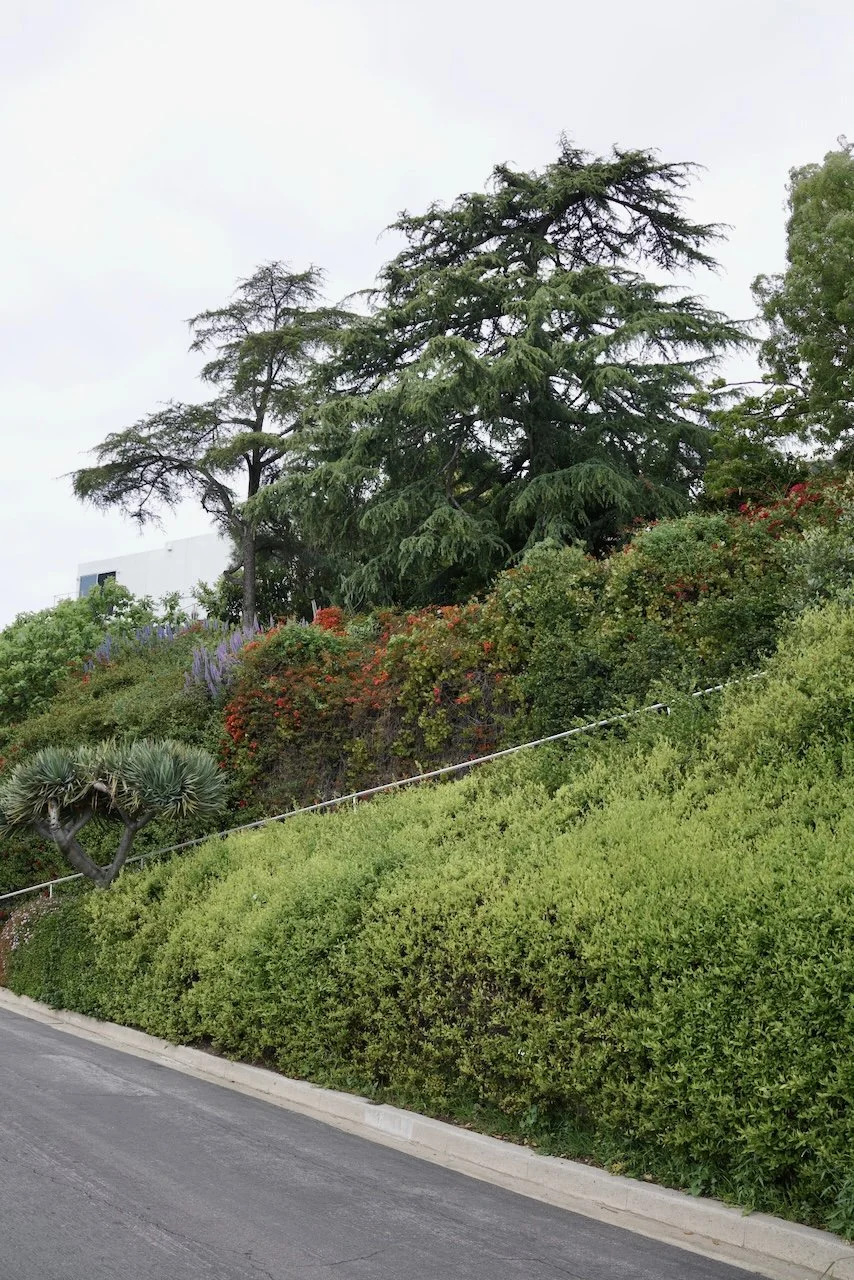  Clusters 2024:31 (2024) C-print on wood panel, 60”x40” 