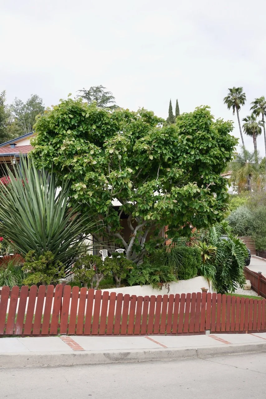  Clusters 2024:33 (2024) C-print on wood panel, 60”x40” 