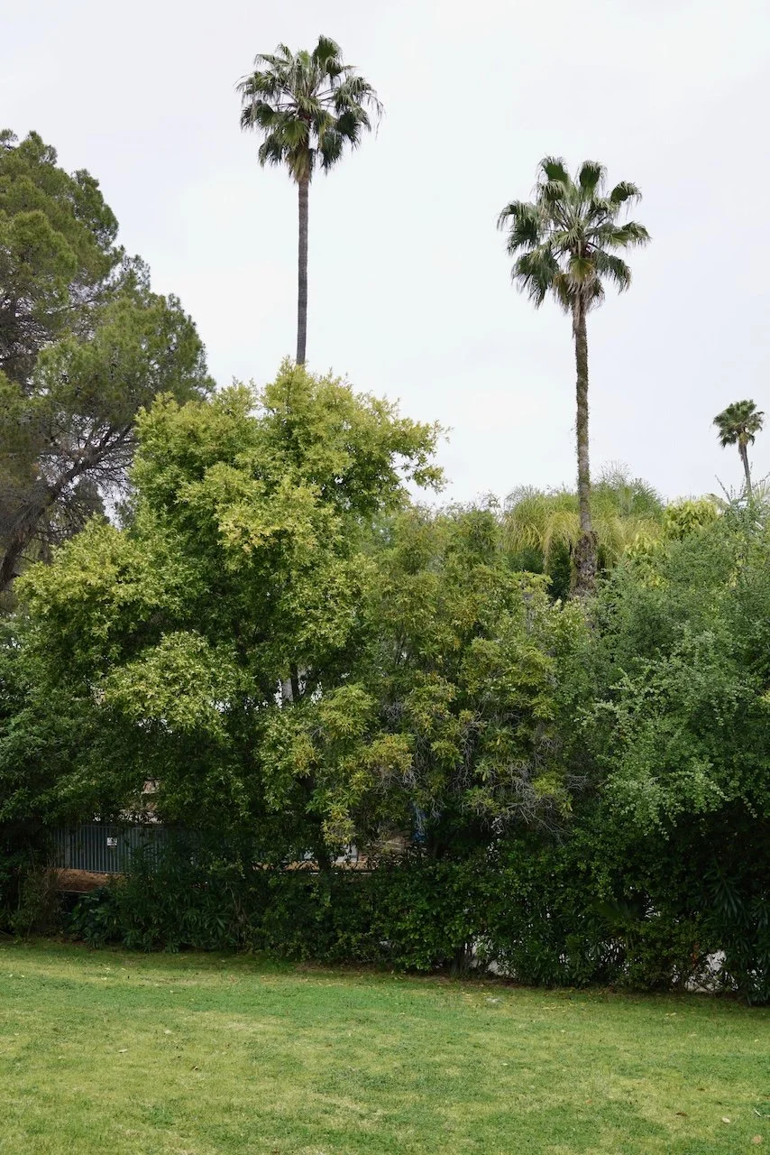  Clusters 2024:34 (2024) C-print on wood panel, 60”x40” 