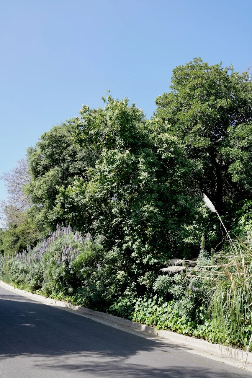  Clusters 2024:39 (2024) C-print on wood panel, 60”x40” 