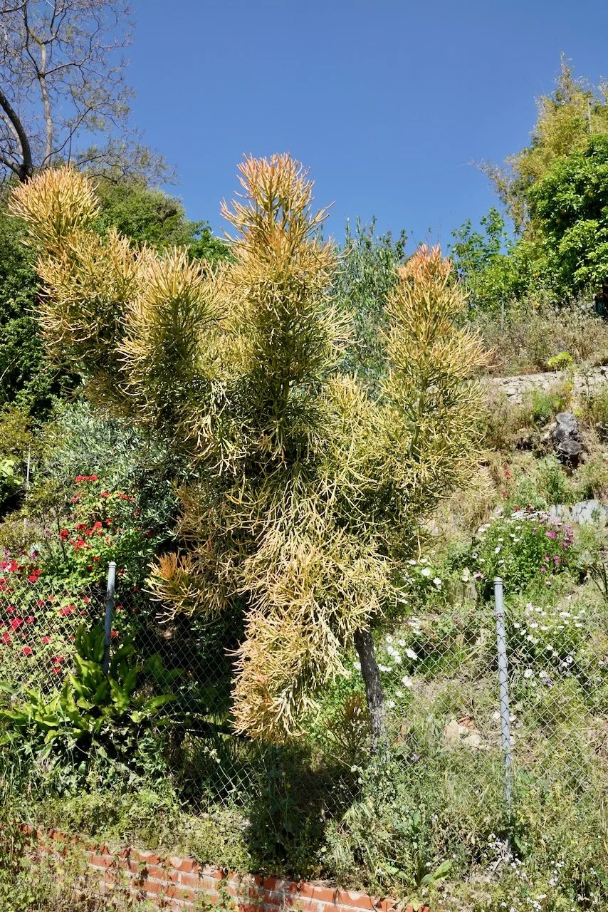  Clusters 2024:41 (2024) C-print on wood panel, 60”x40” 