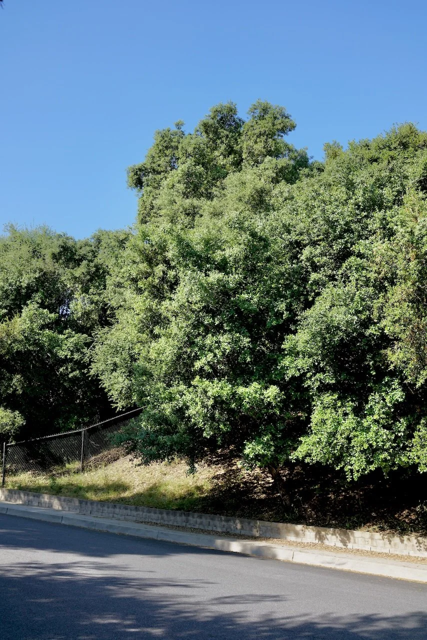  Clusters 2024:43 (2024) C-print on wood panel, 60”x40” 