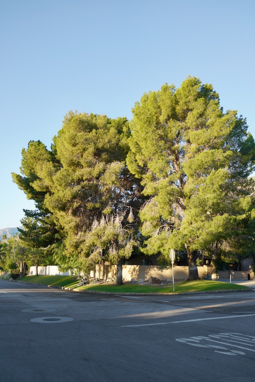  Clusters 2024:45 (2024) C-print on wood panel, 60”x40” 